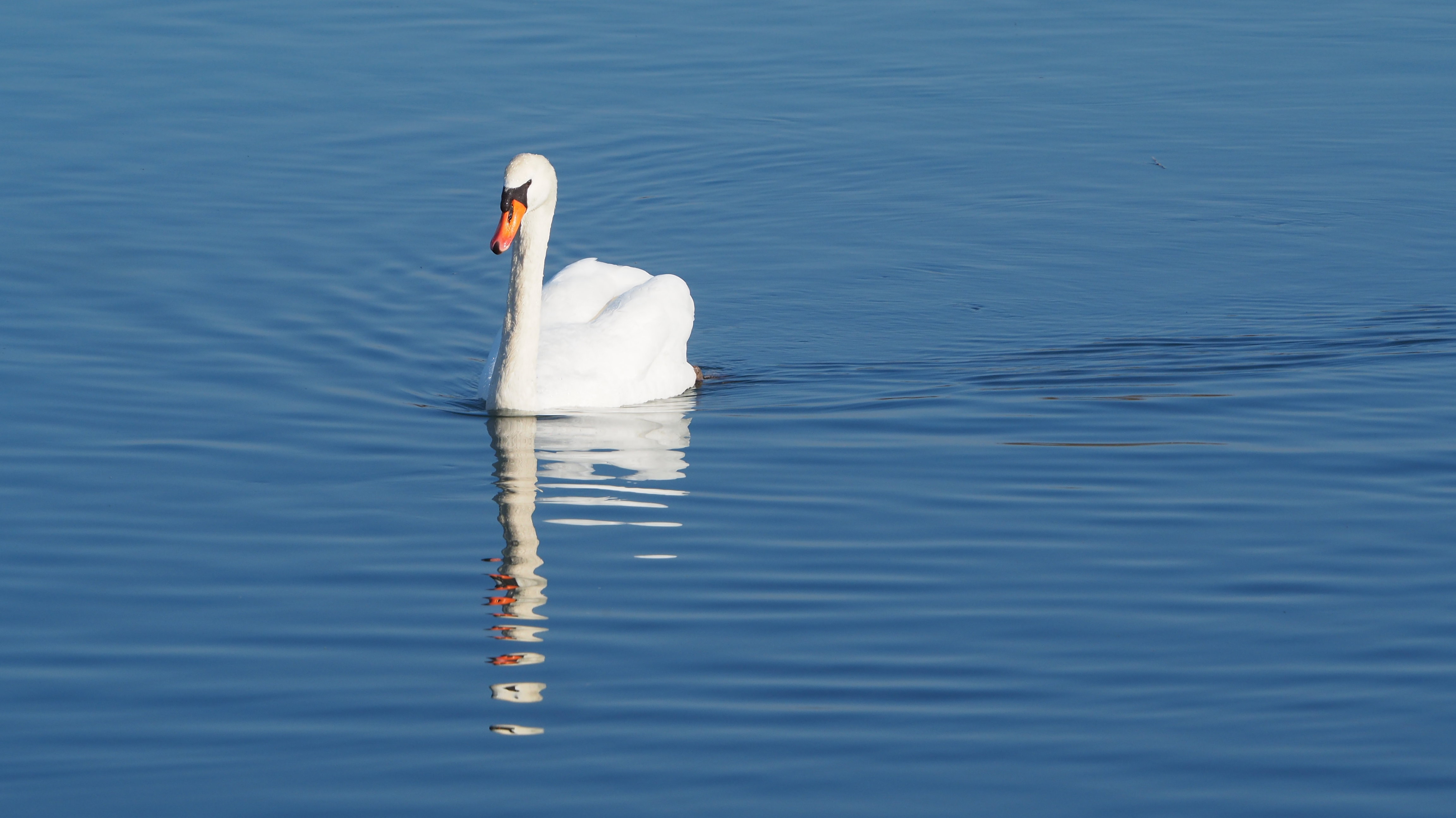 The Swan