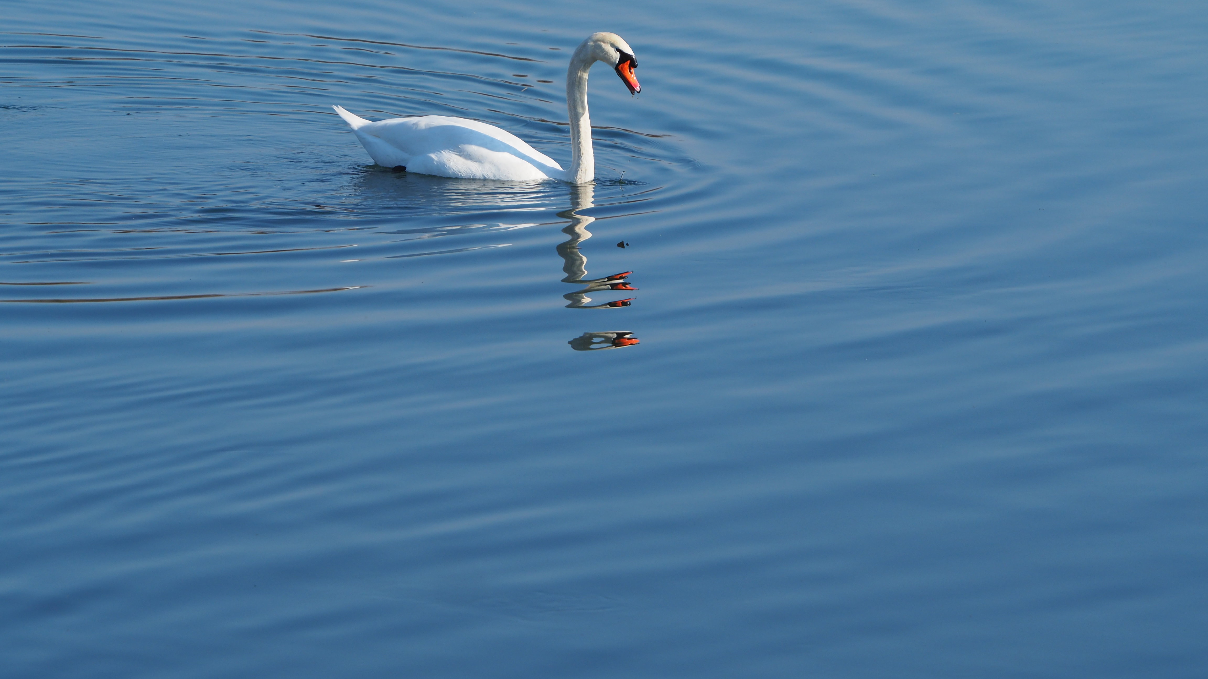 The Swan