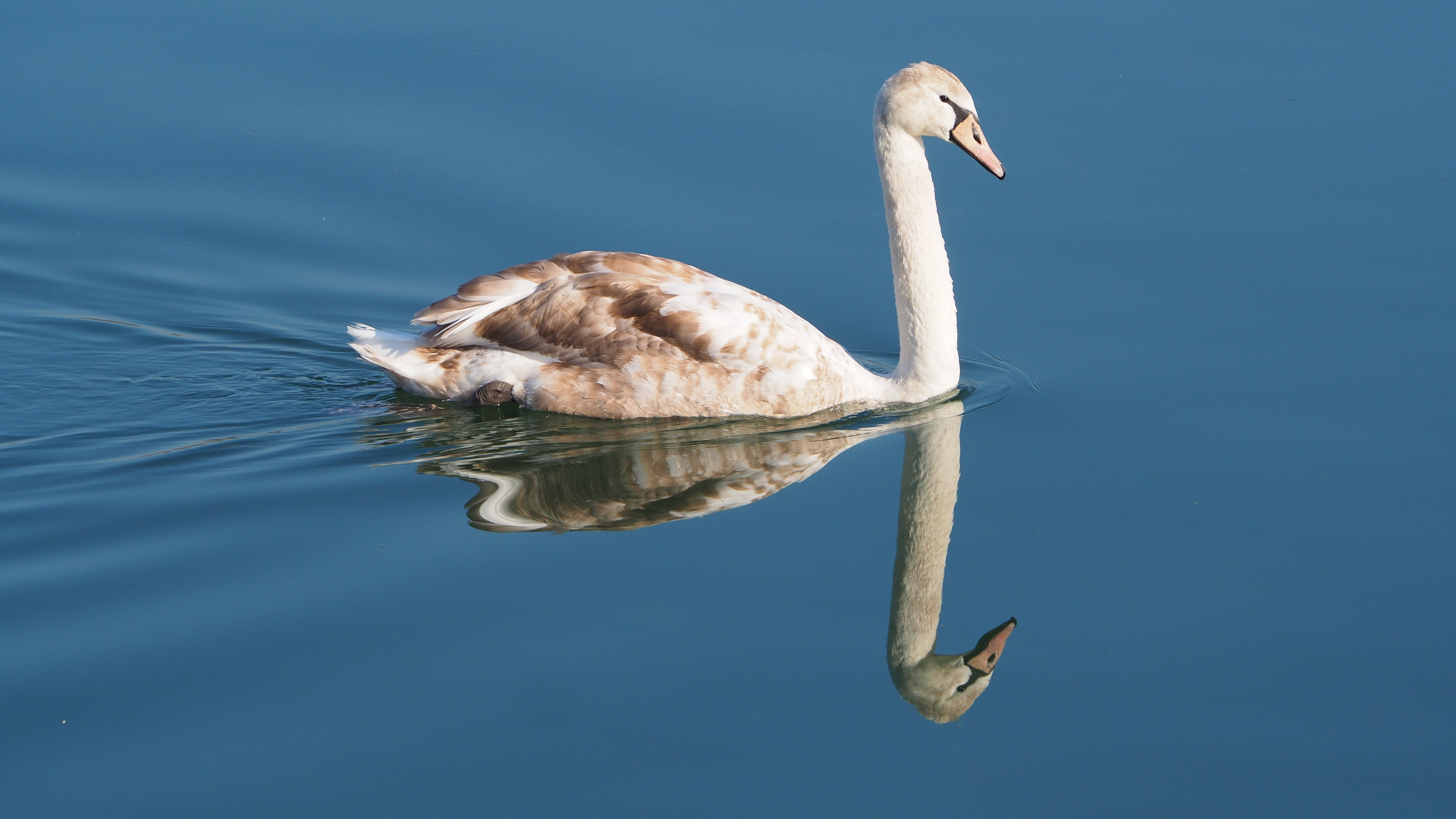 The Swan
