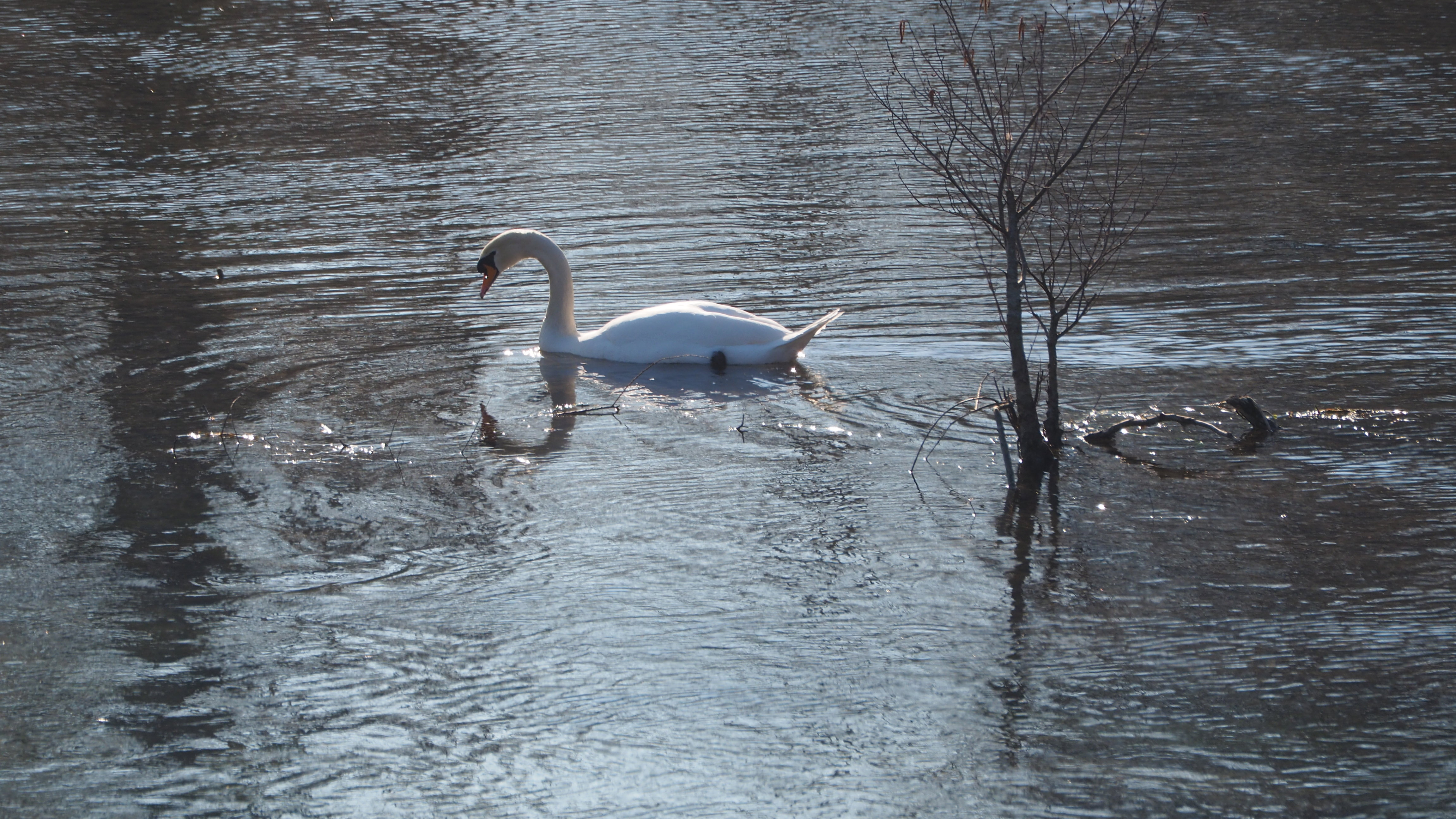 The Swan