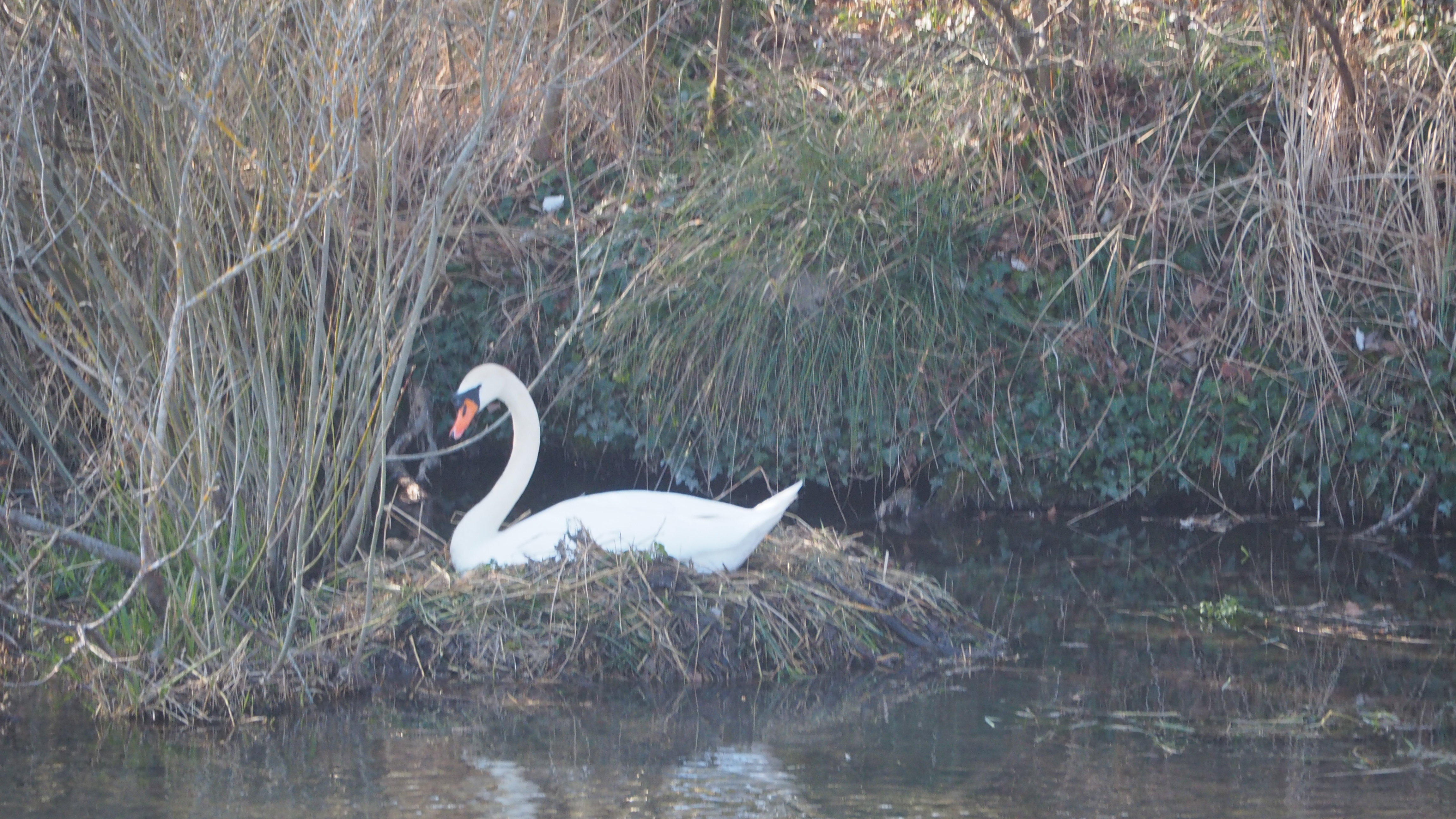 The Swan