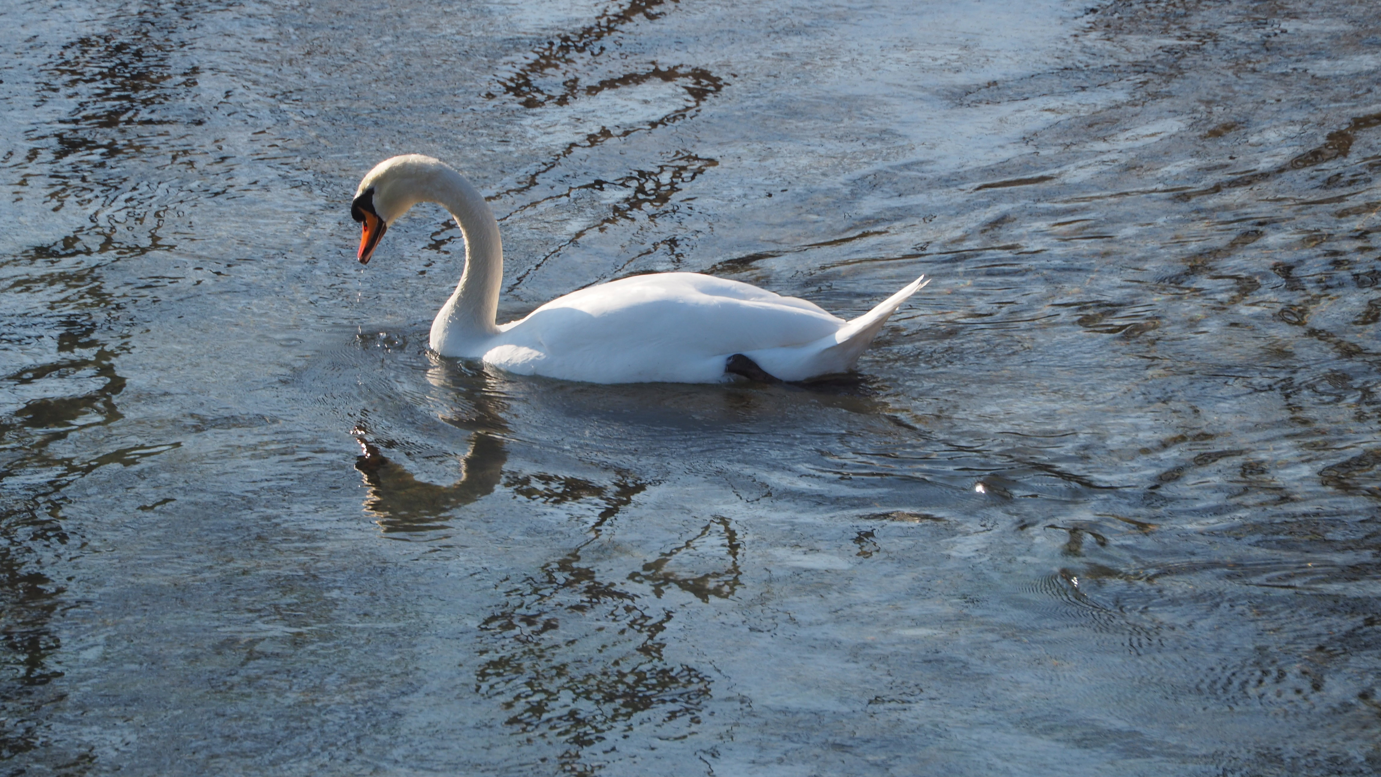 The Swan