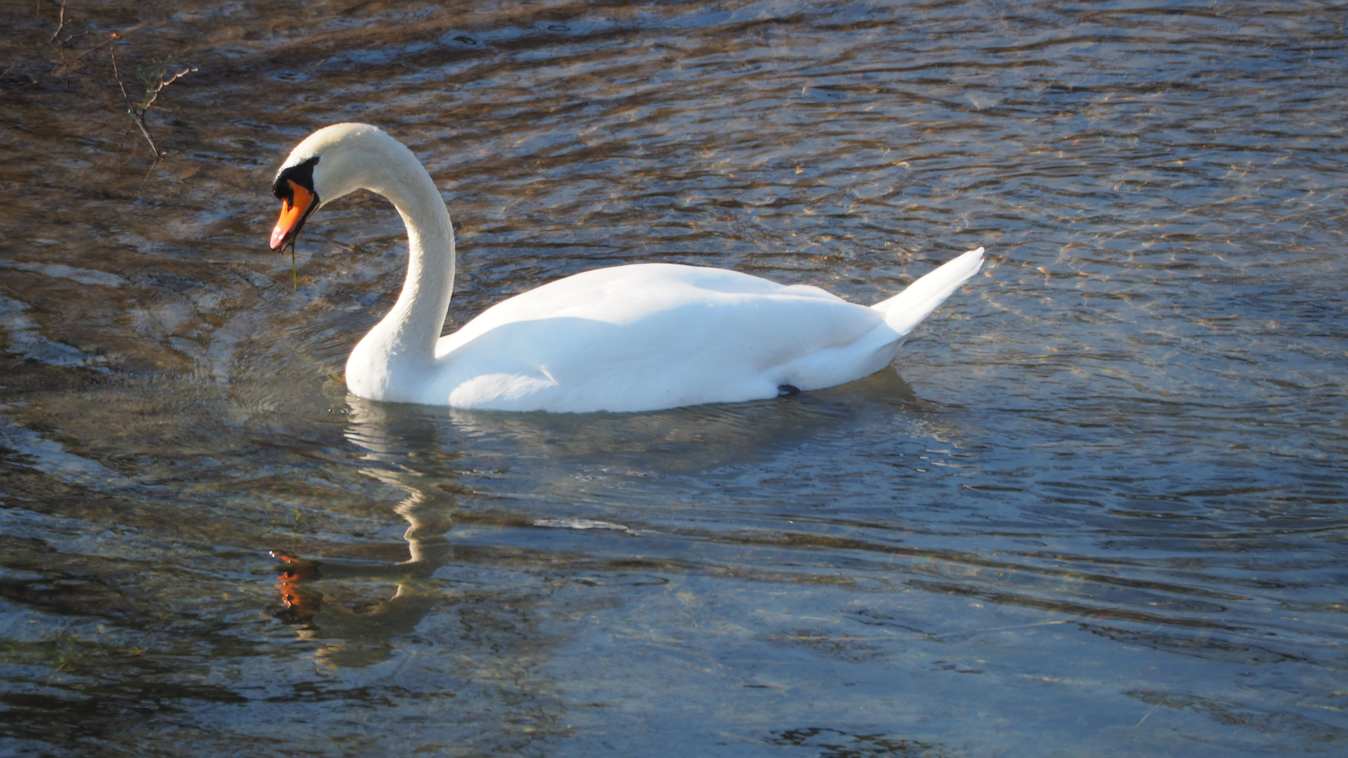 The Swan