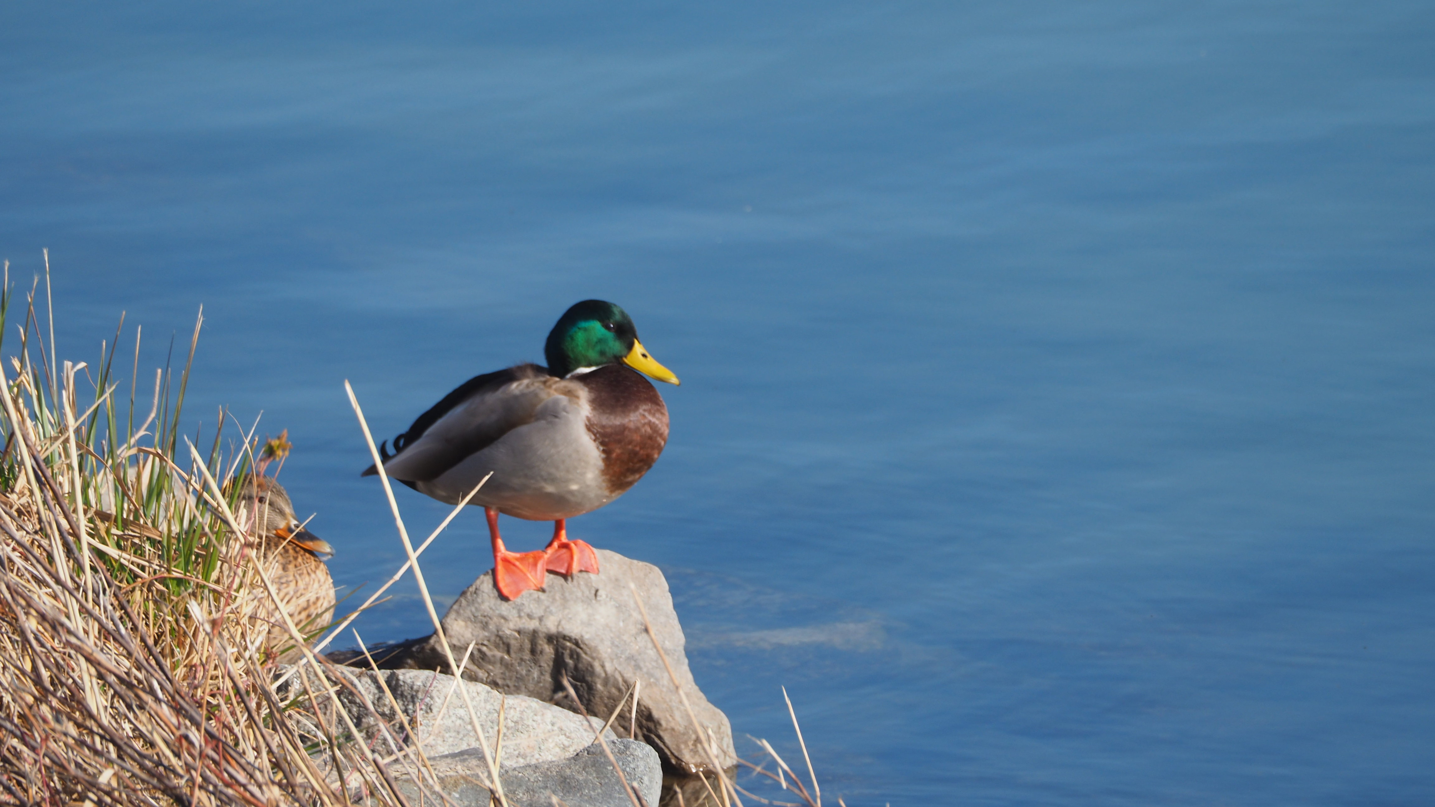 The duck