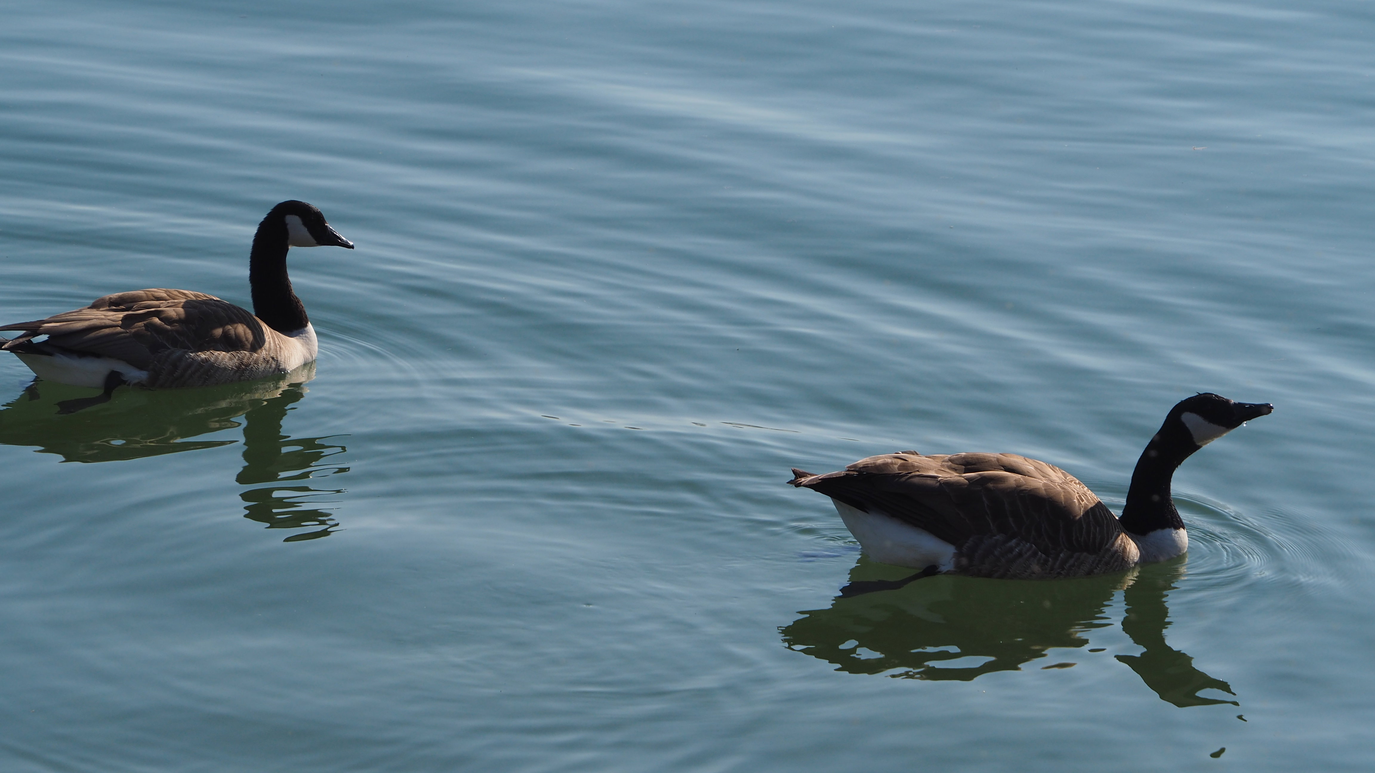 The duck