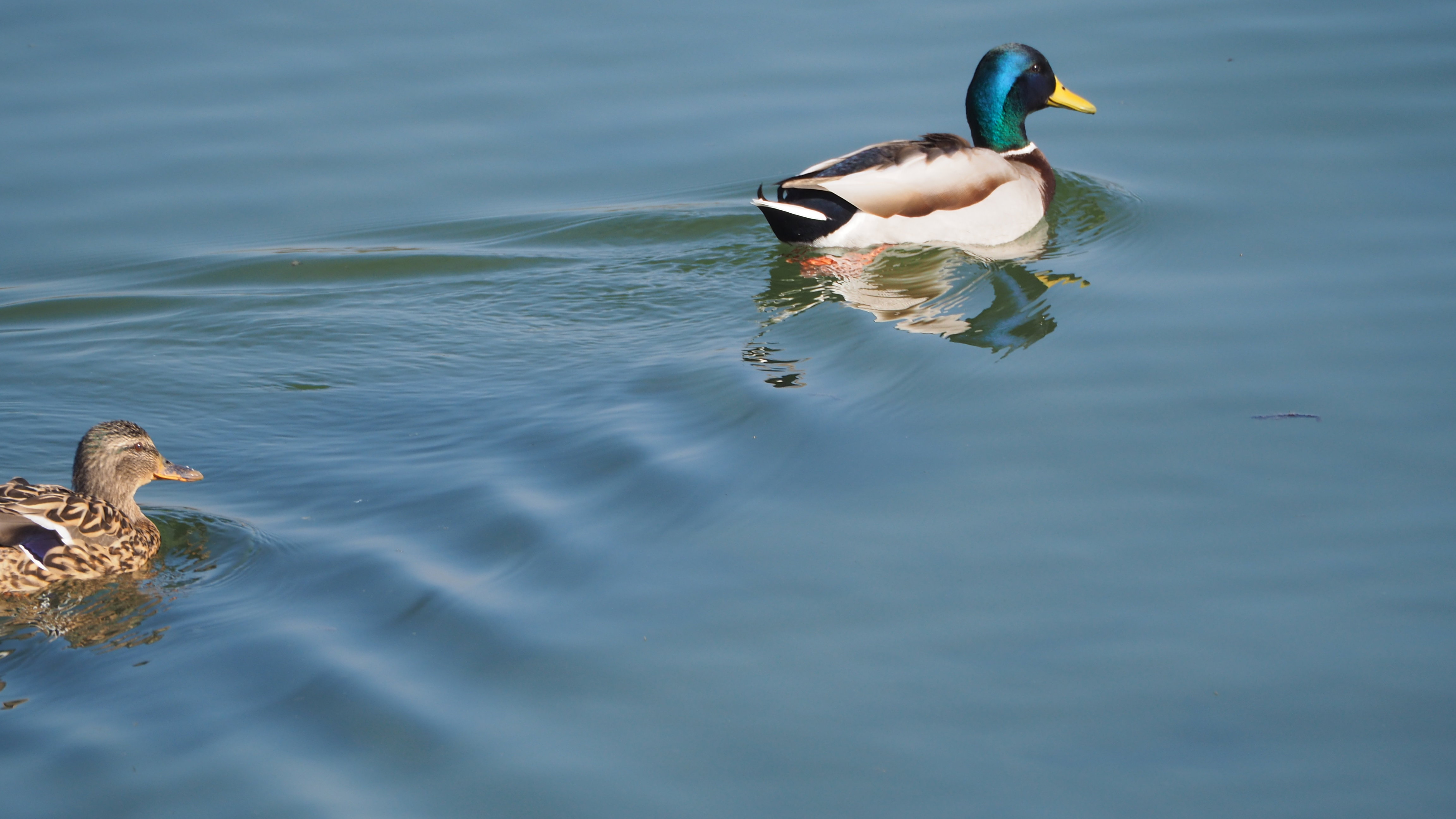 The duck