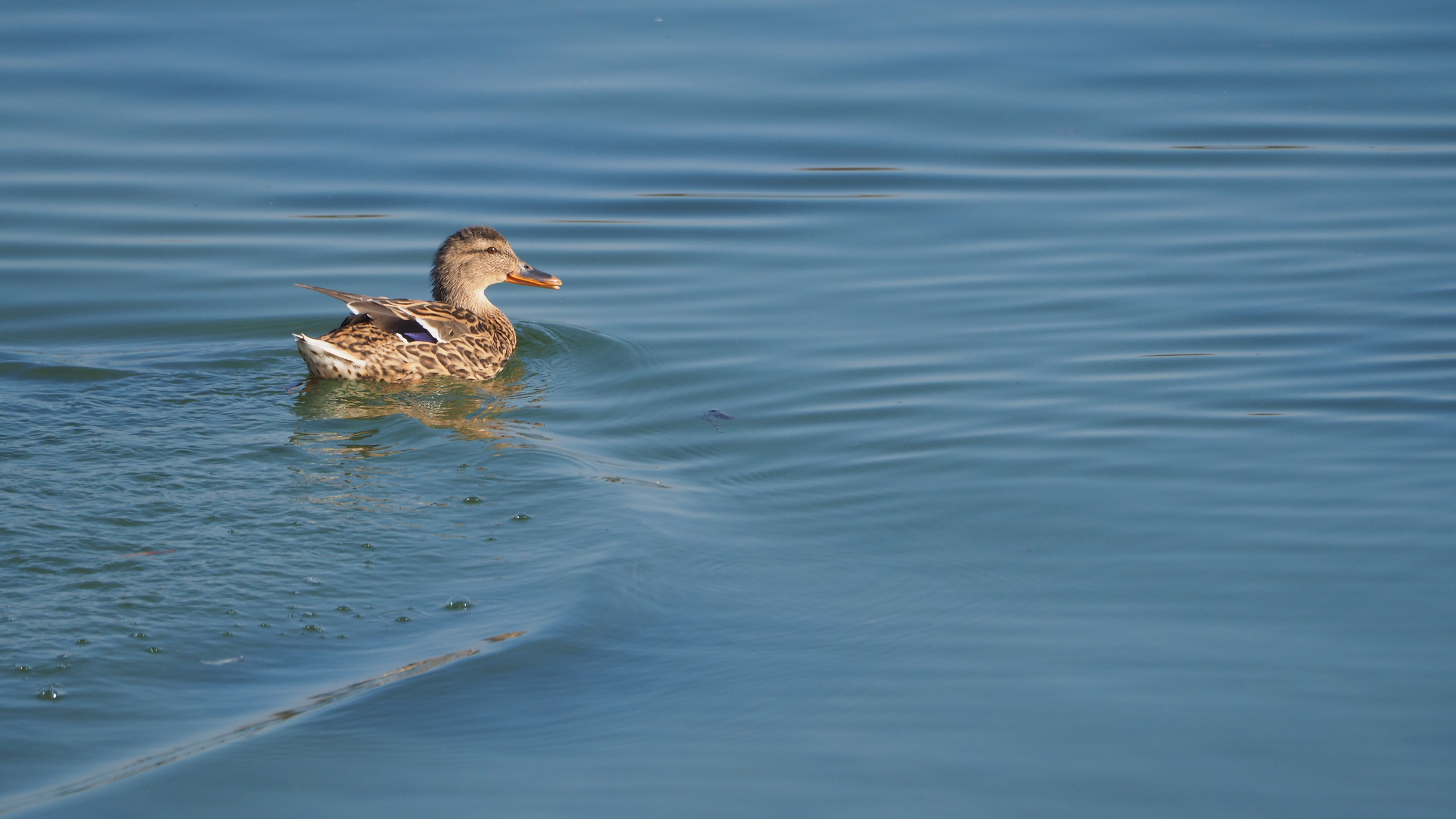 The duck