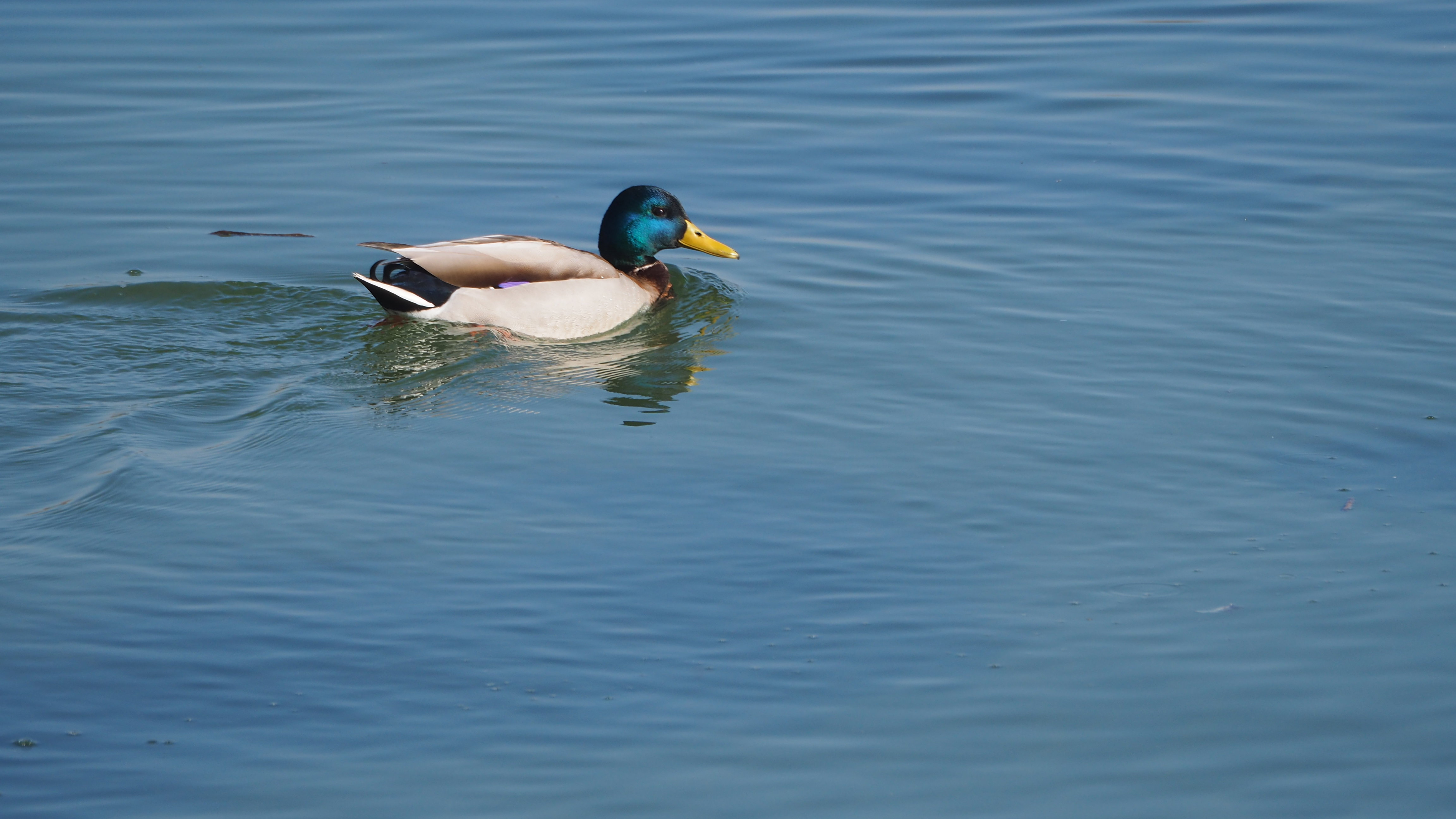 The duck