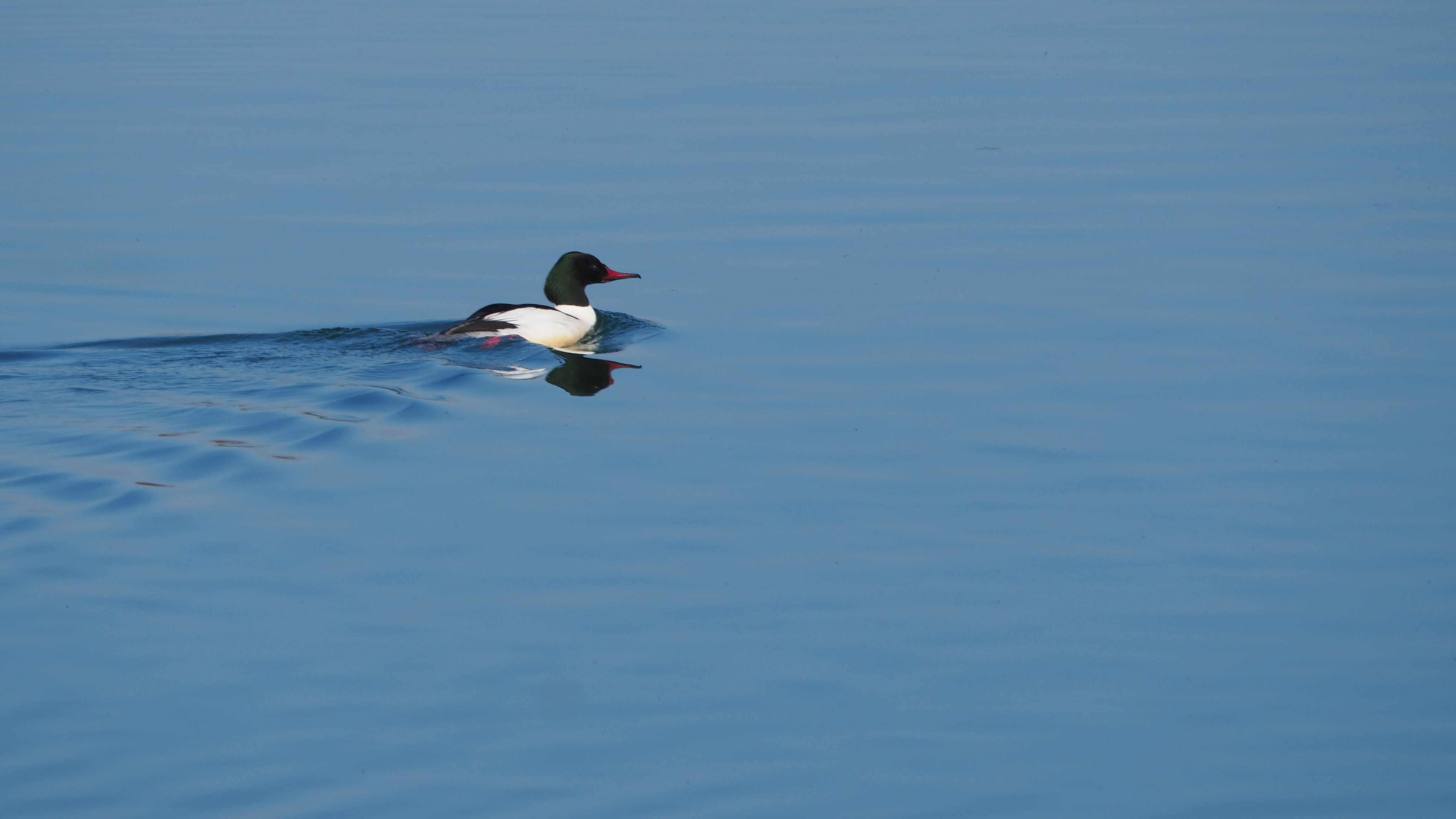 The duck