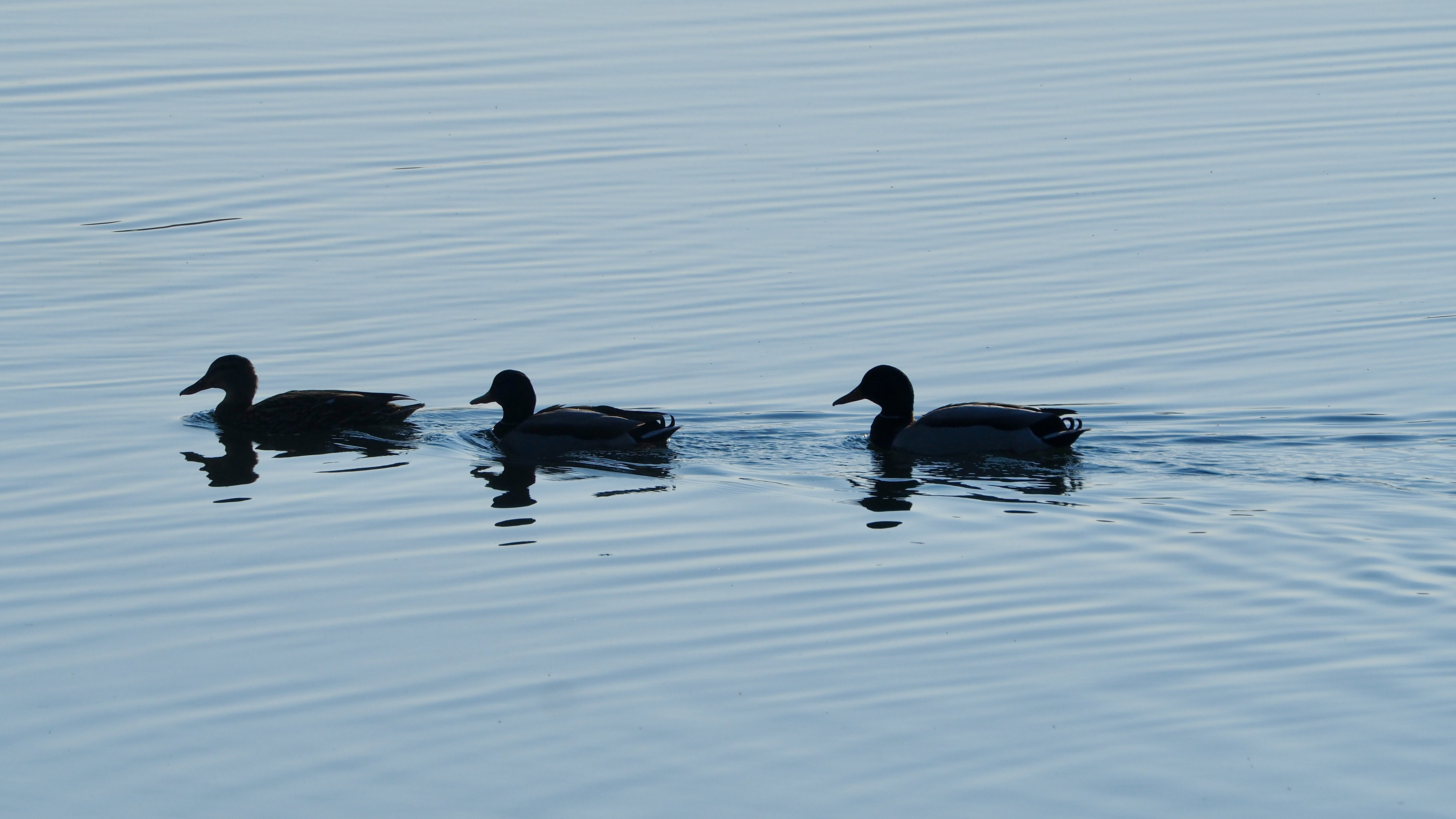 The duck
