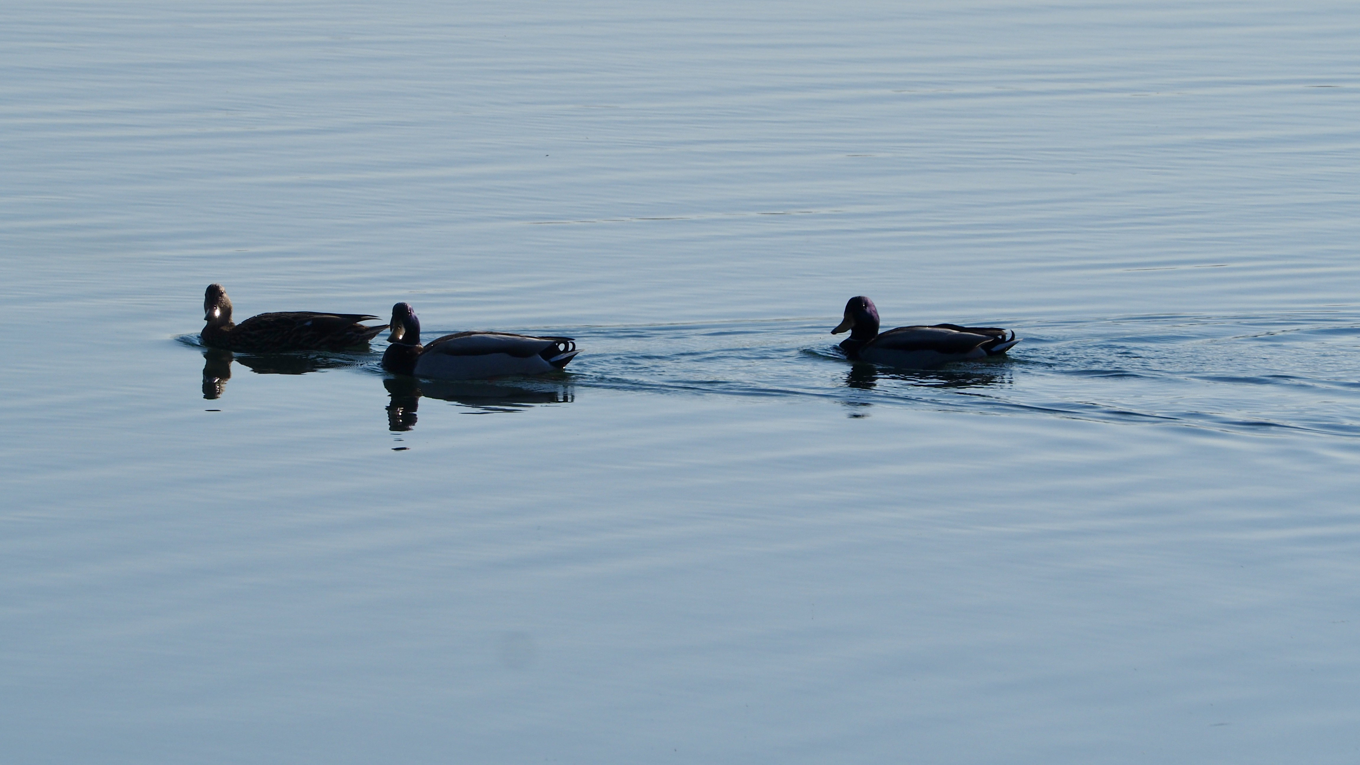 The duck