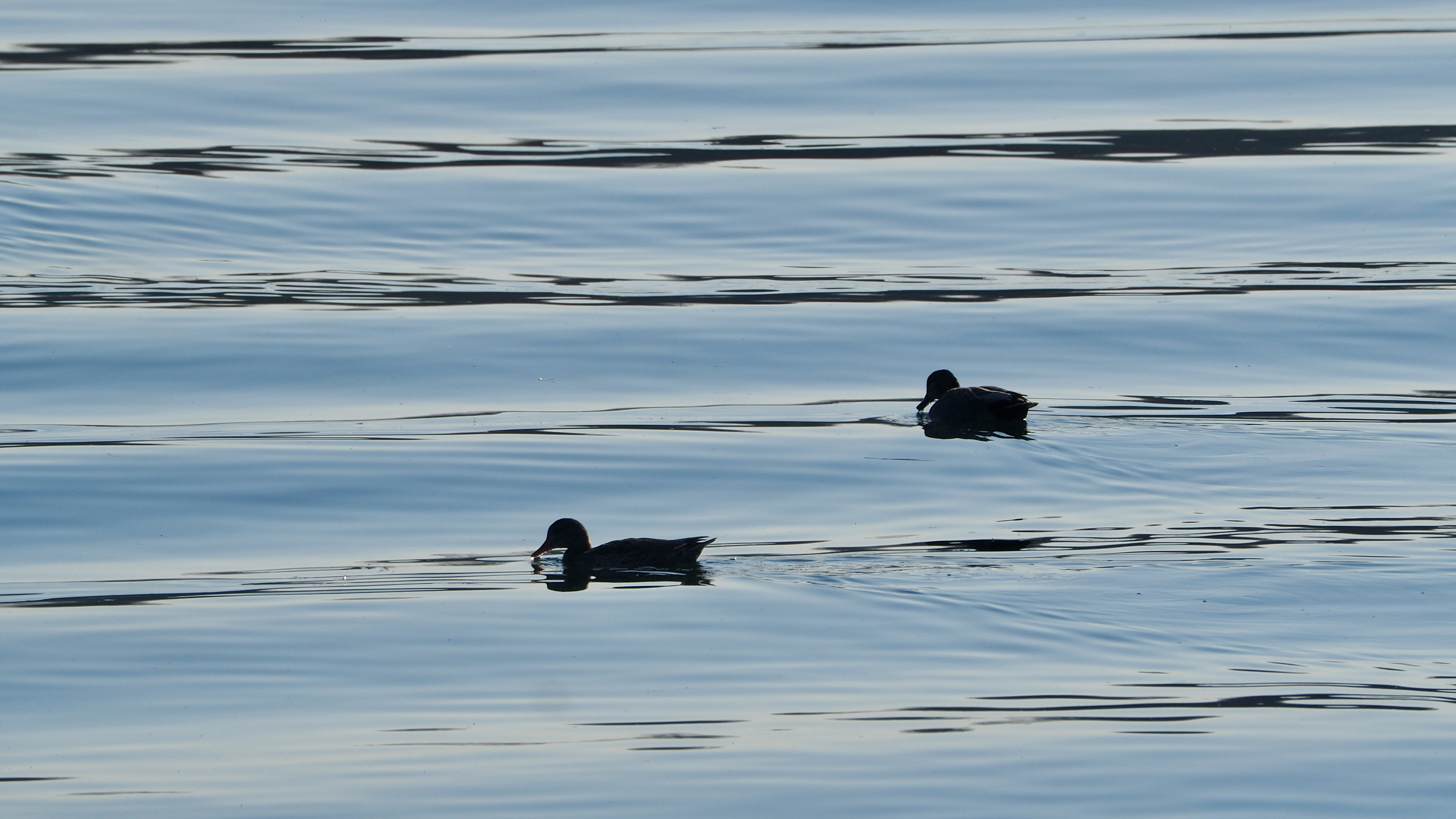 The duck