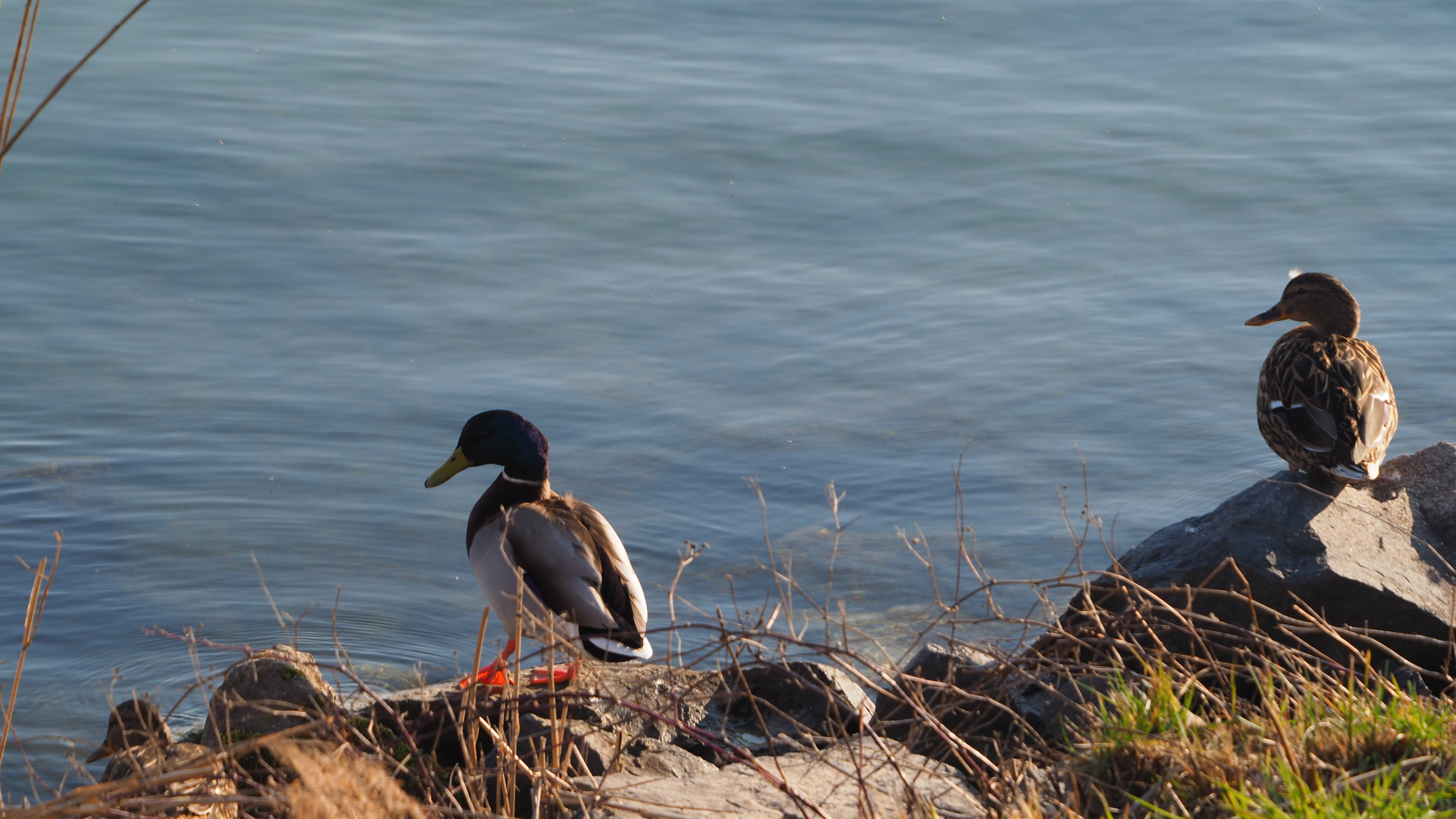The duck