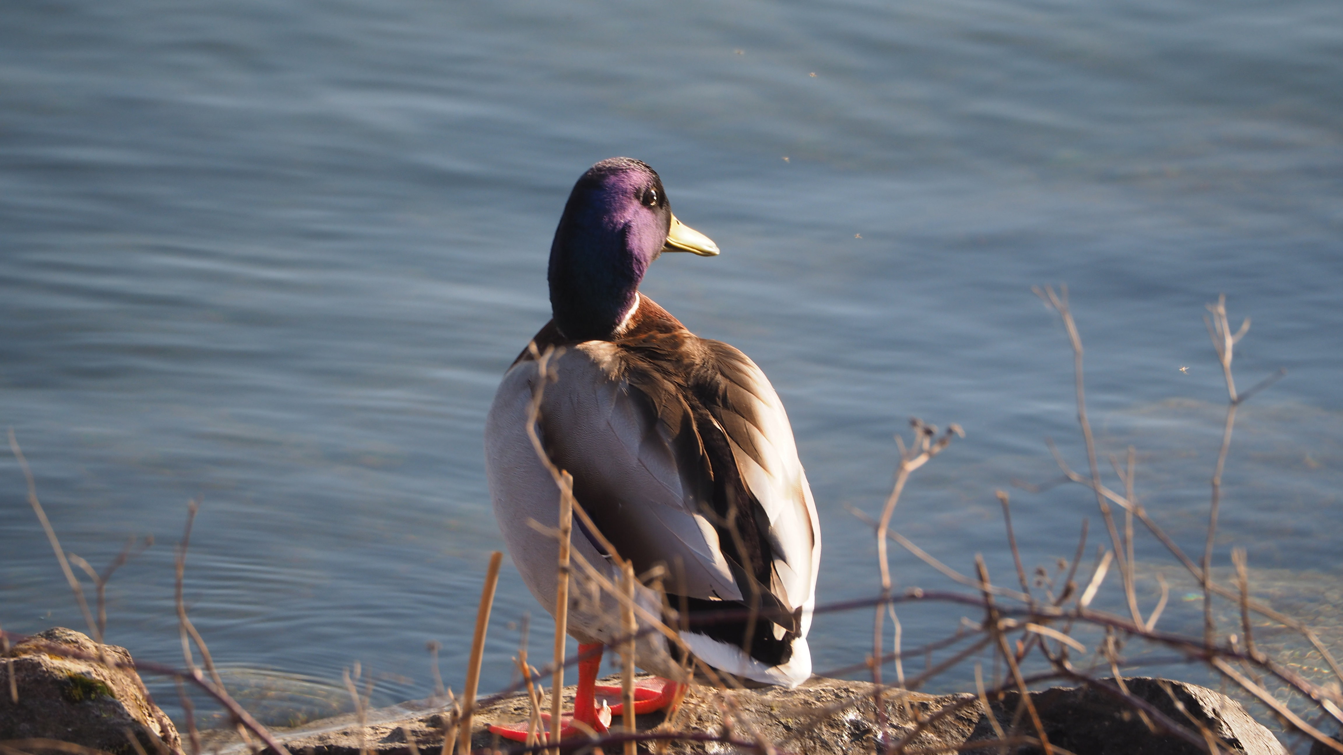 The duck