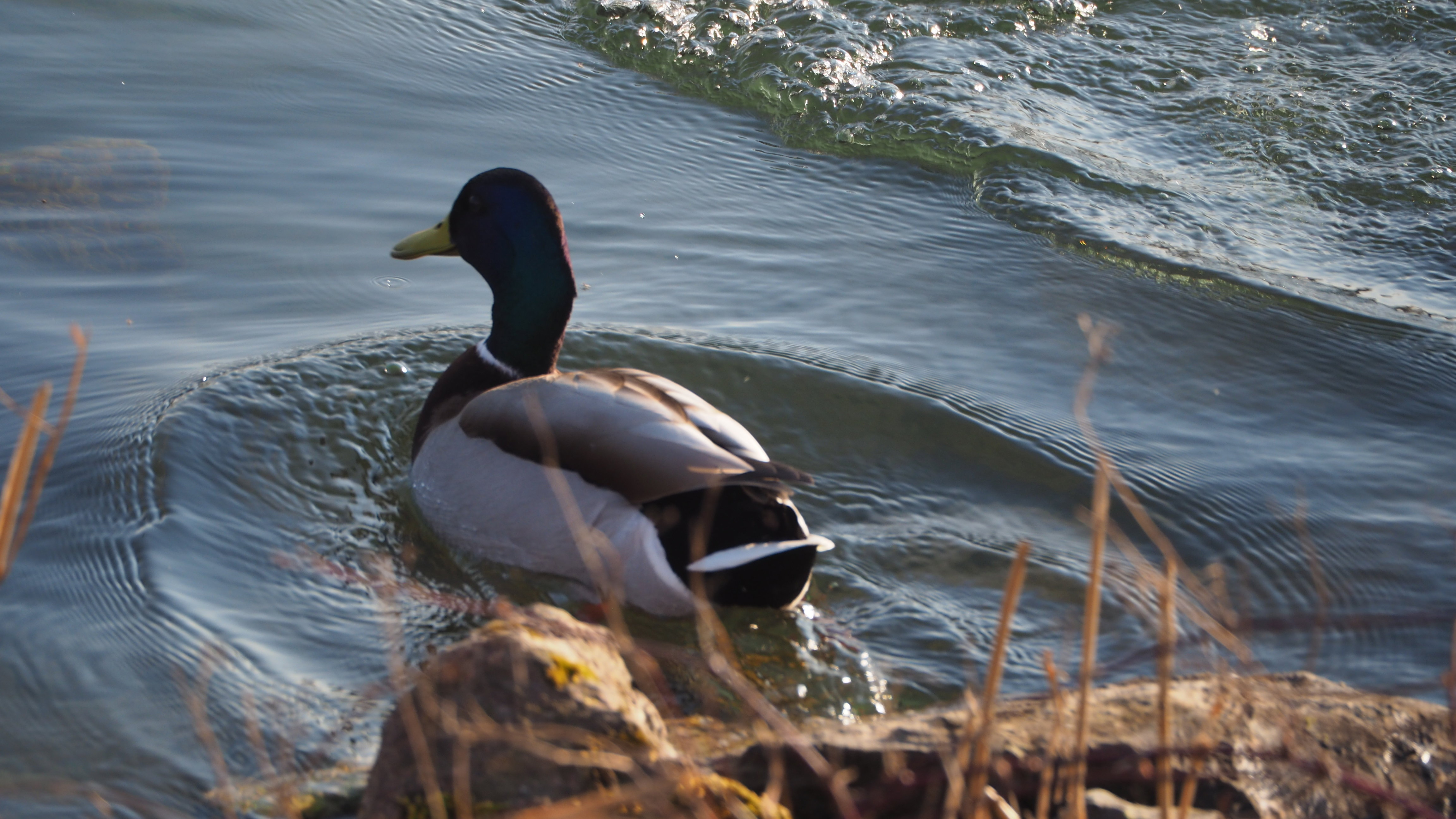 The duck