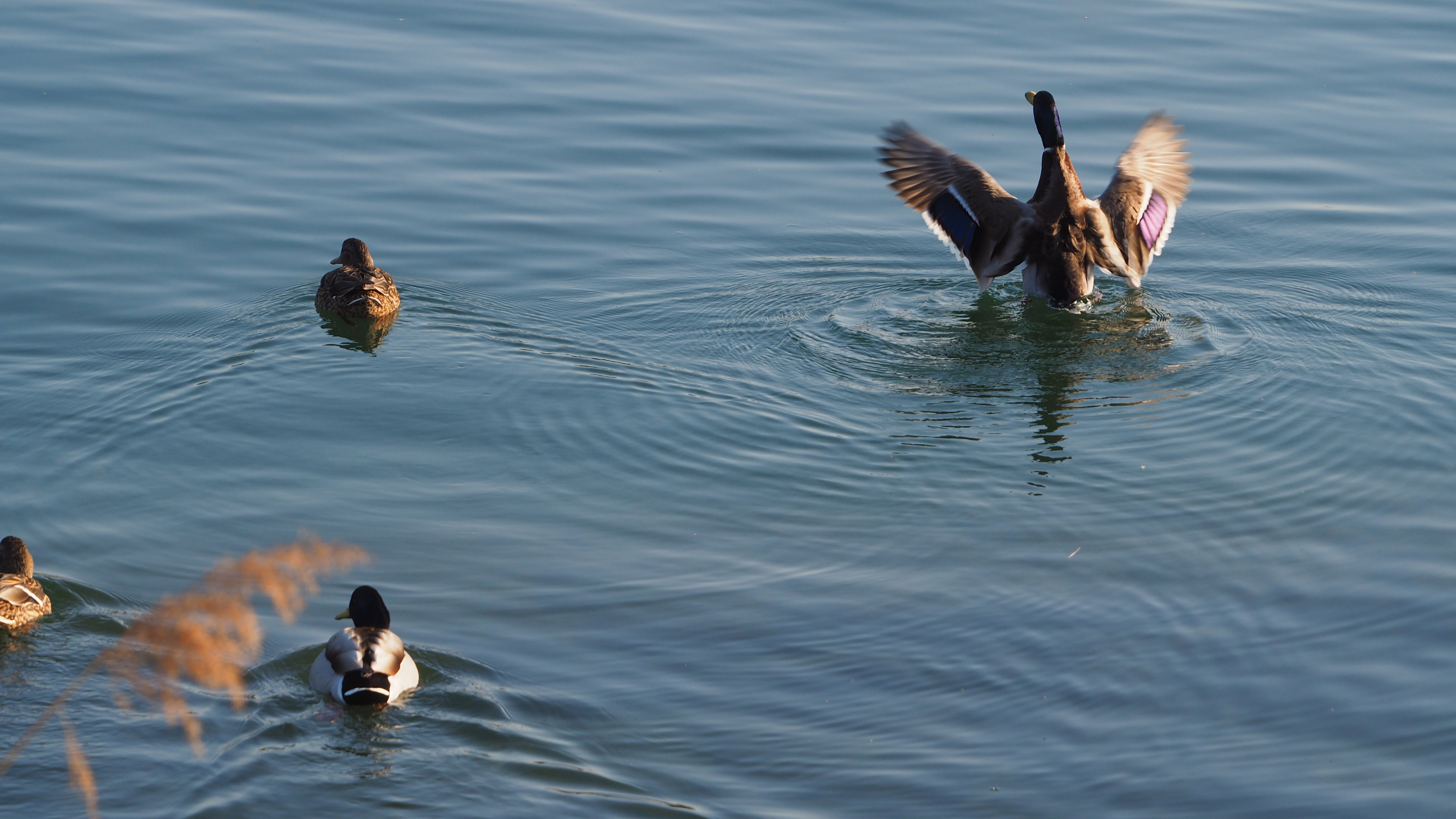 The duck