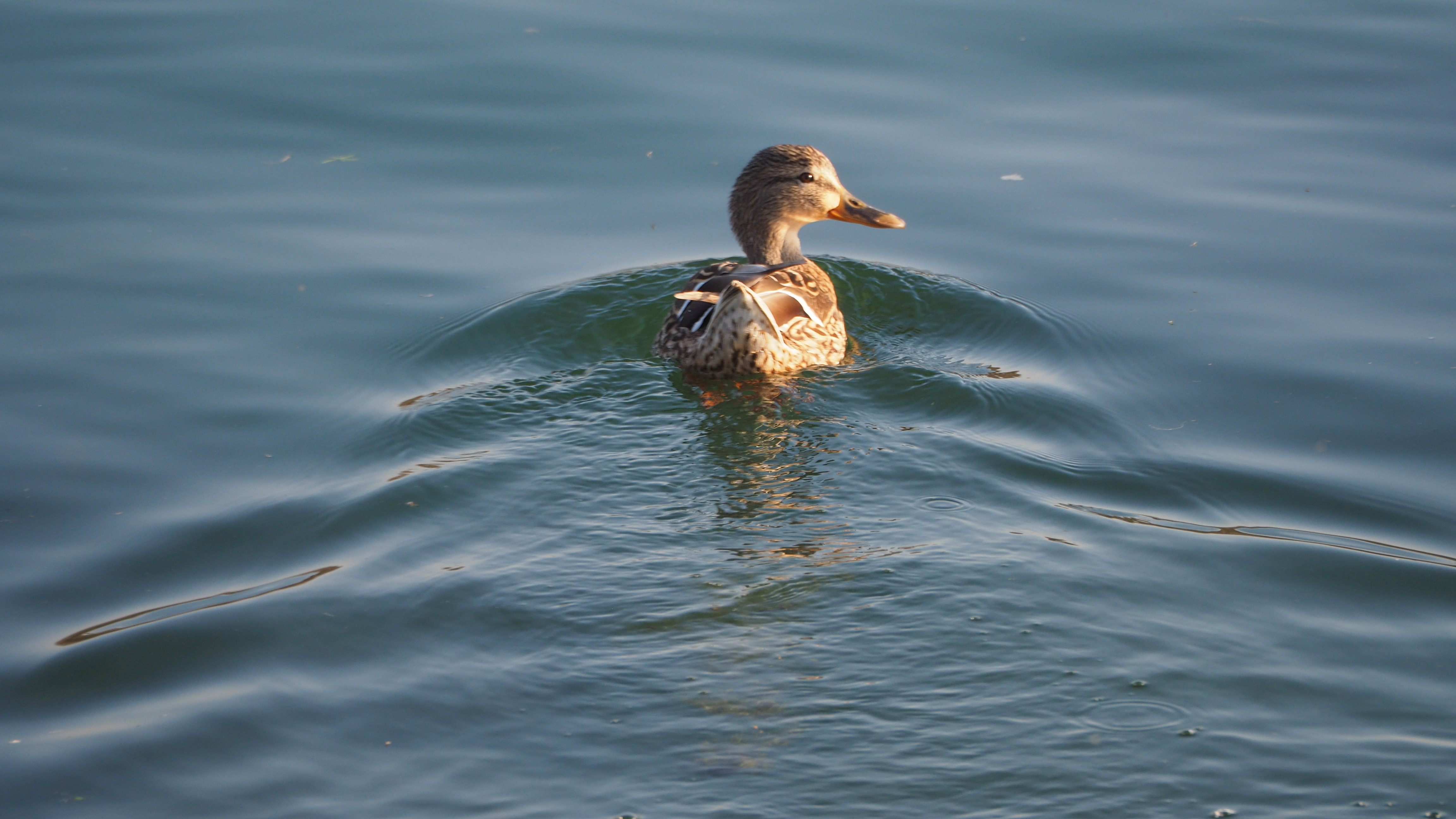 The duck