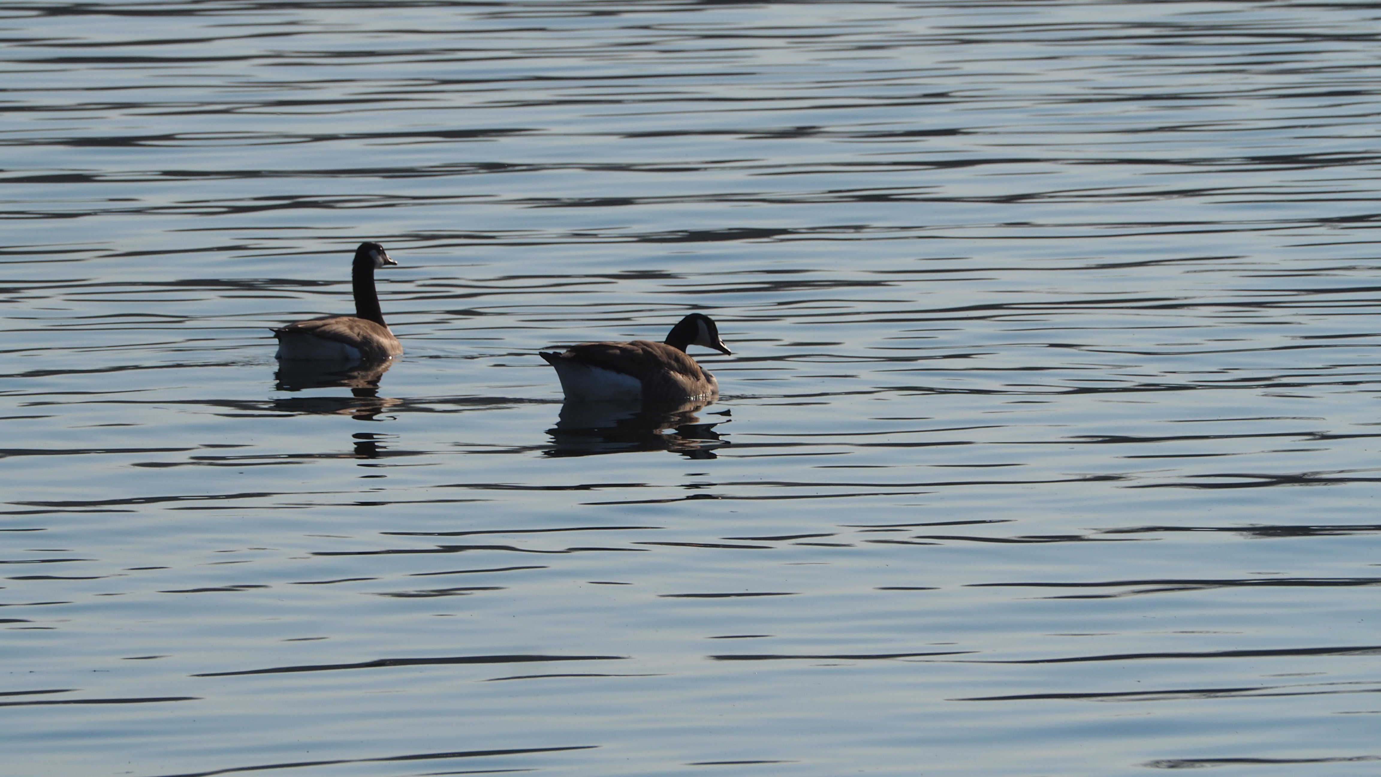 The duck