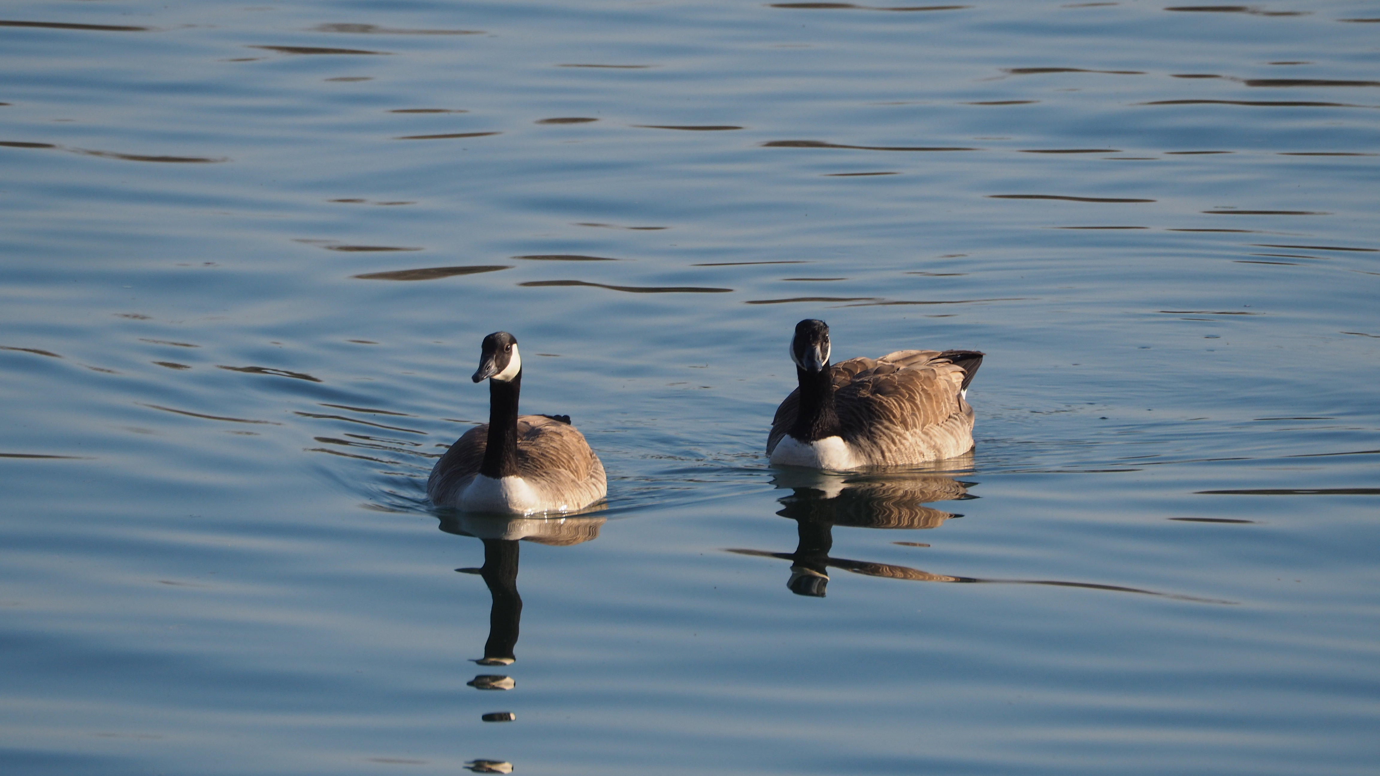 The duck