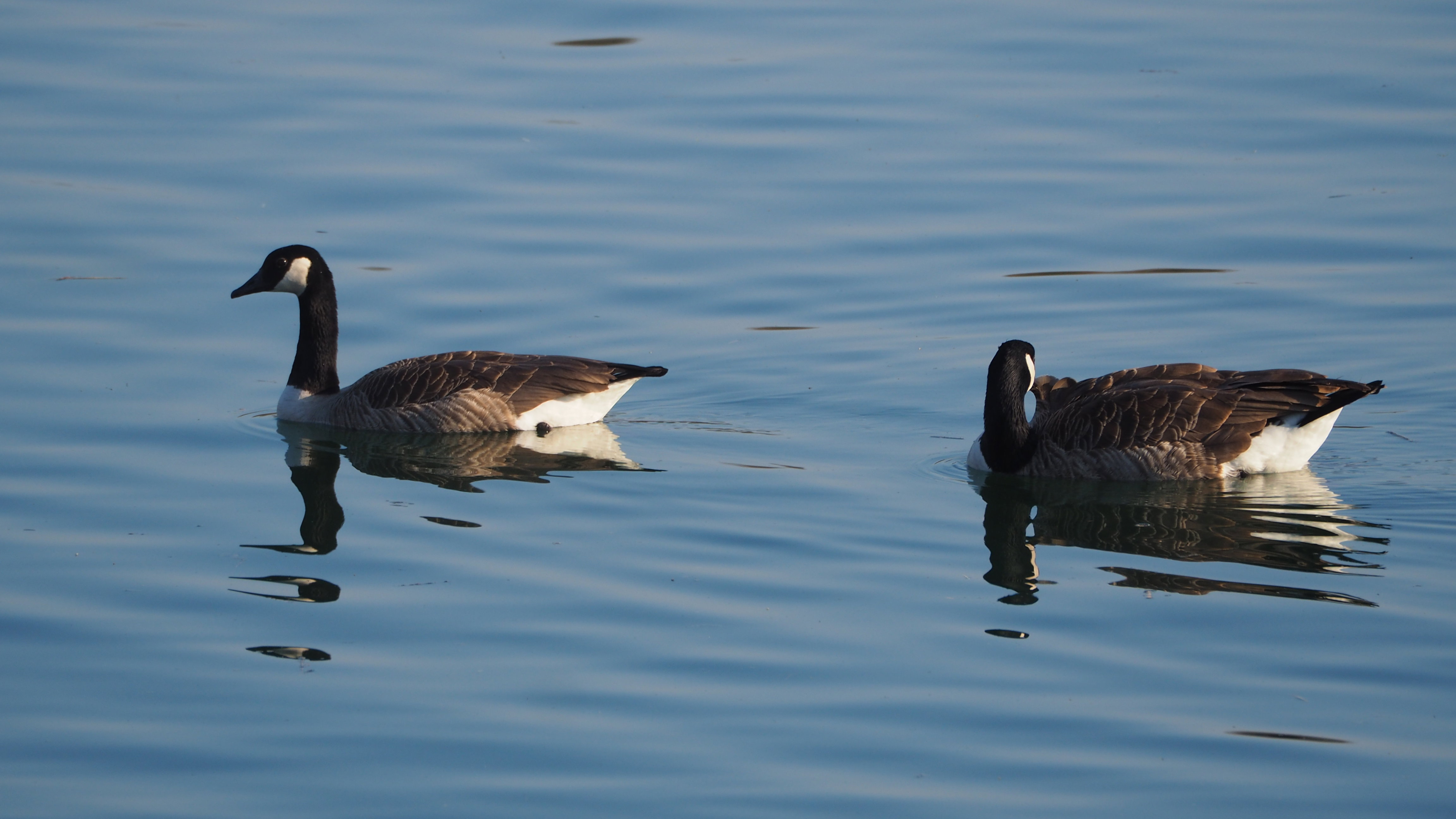 The duck