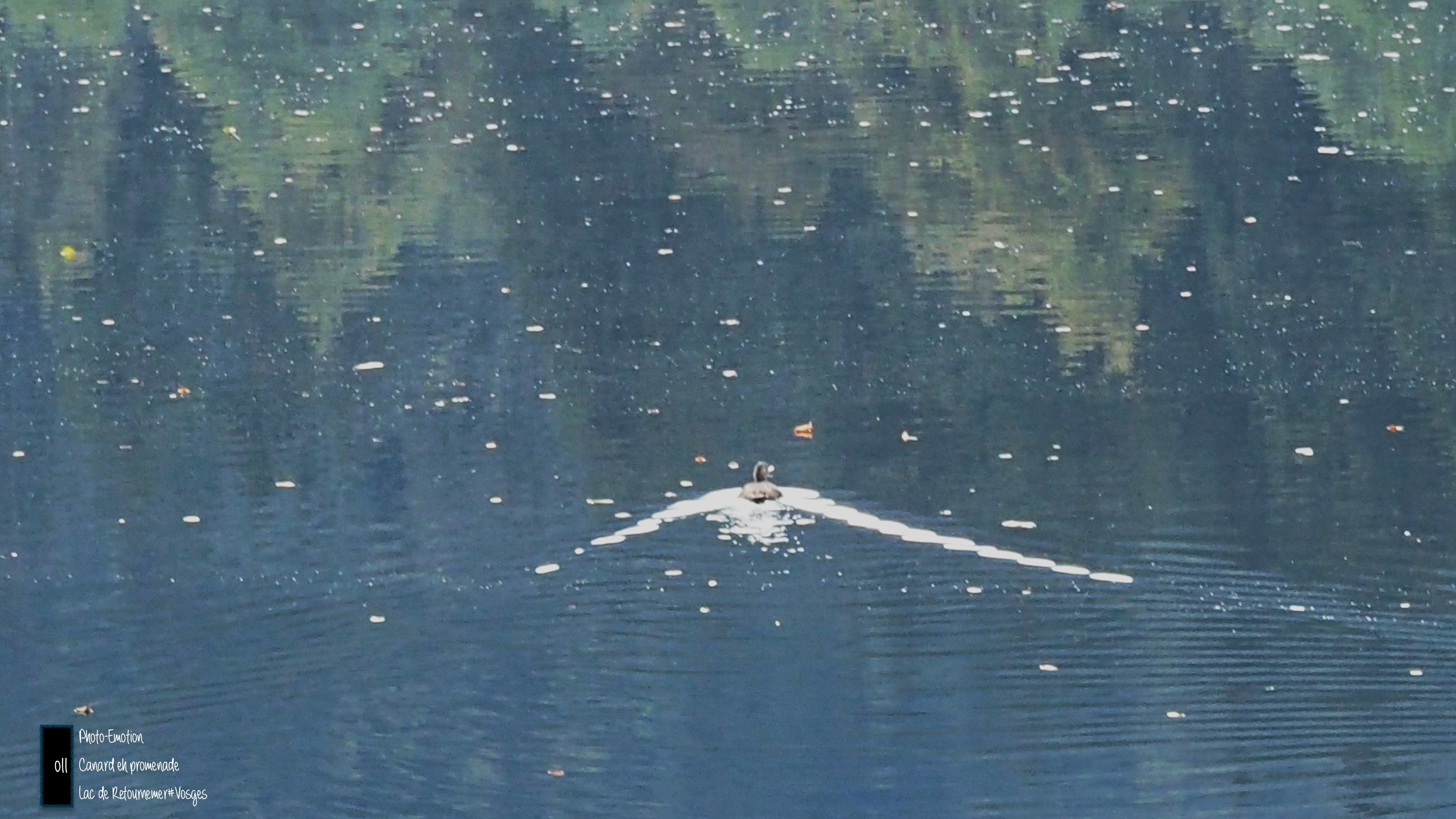 The duck