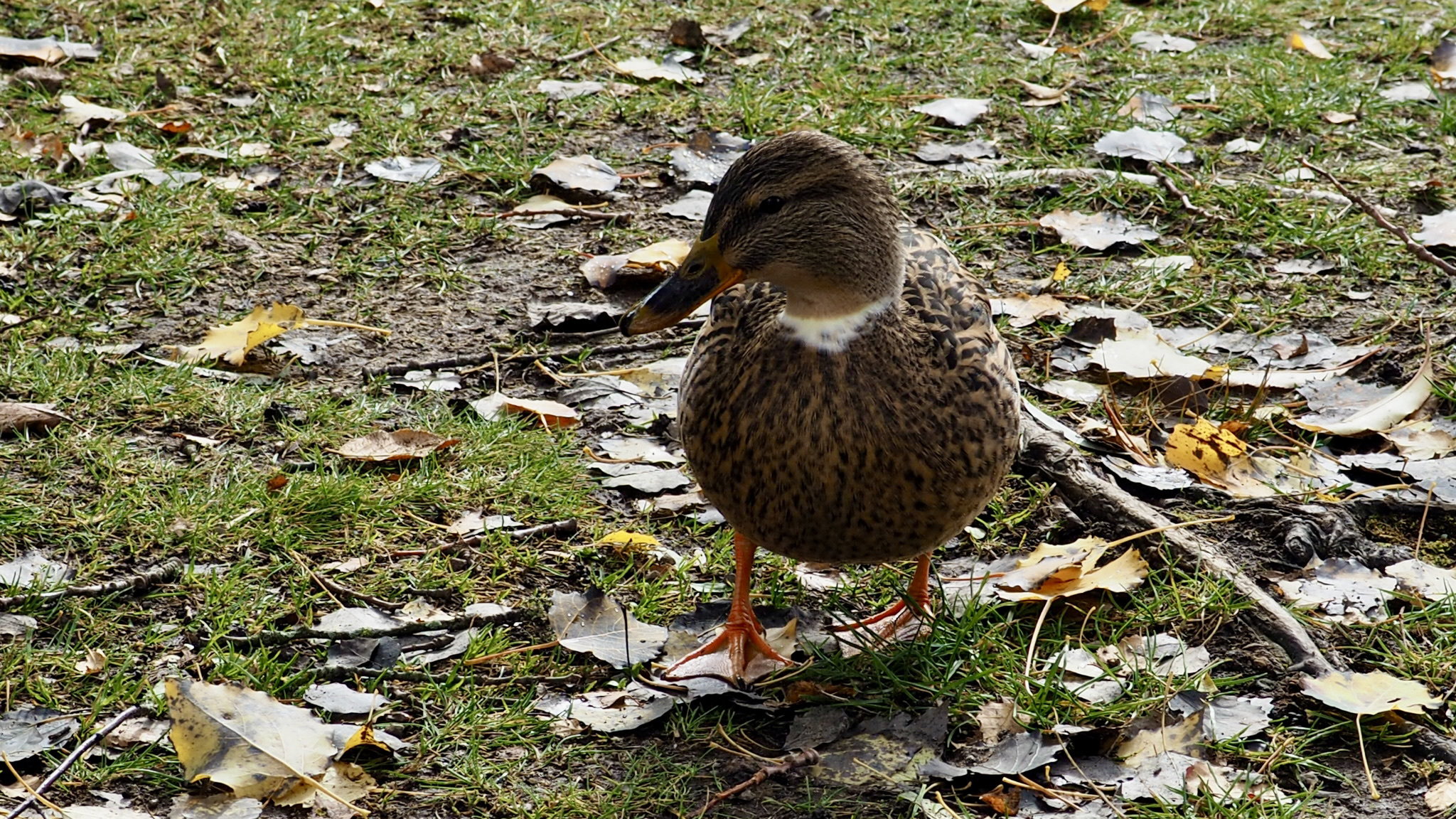 The duck