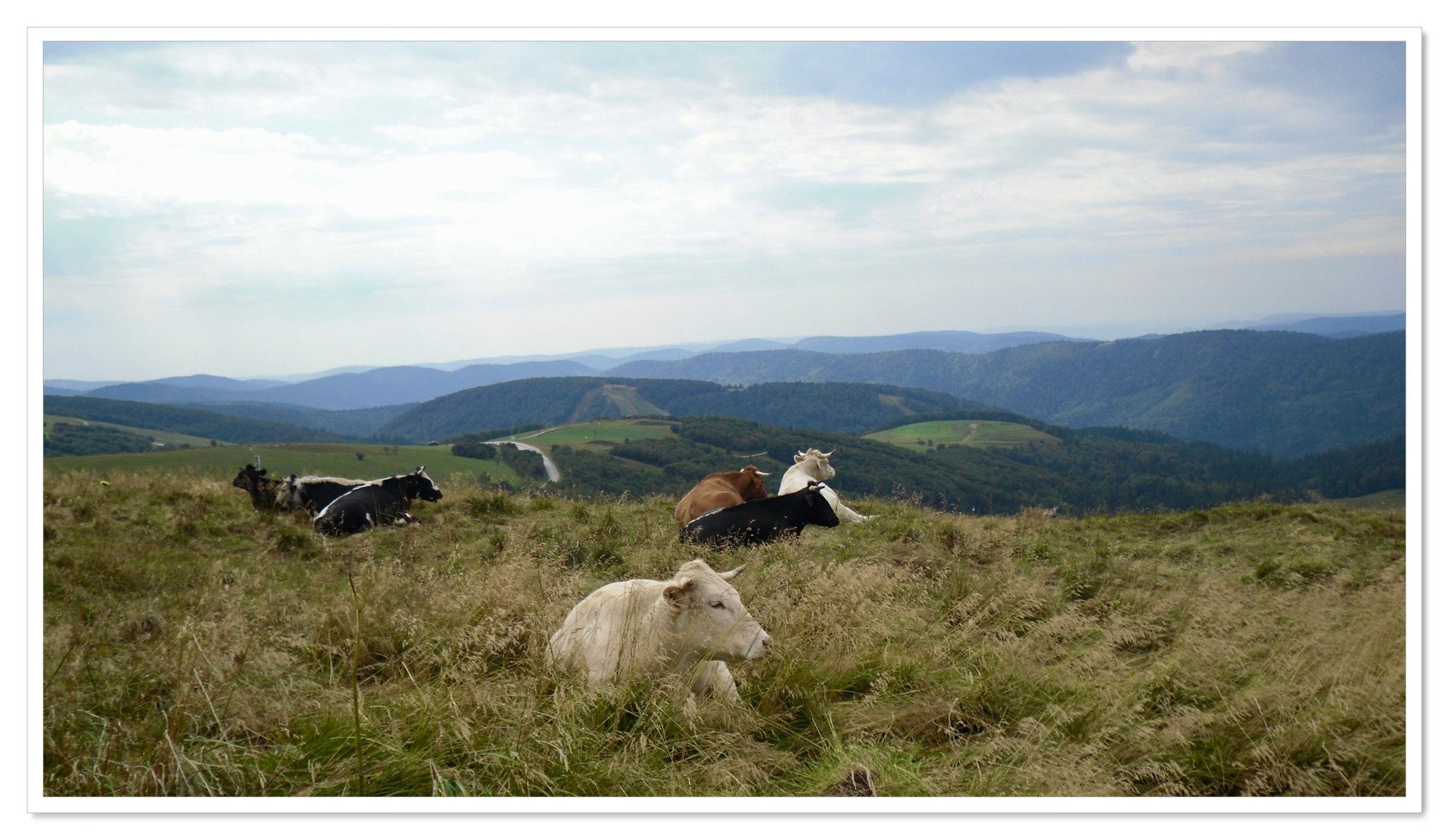 Animals never lack naturalness!
