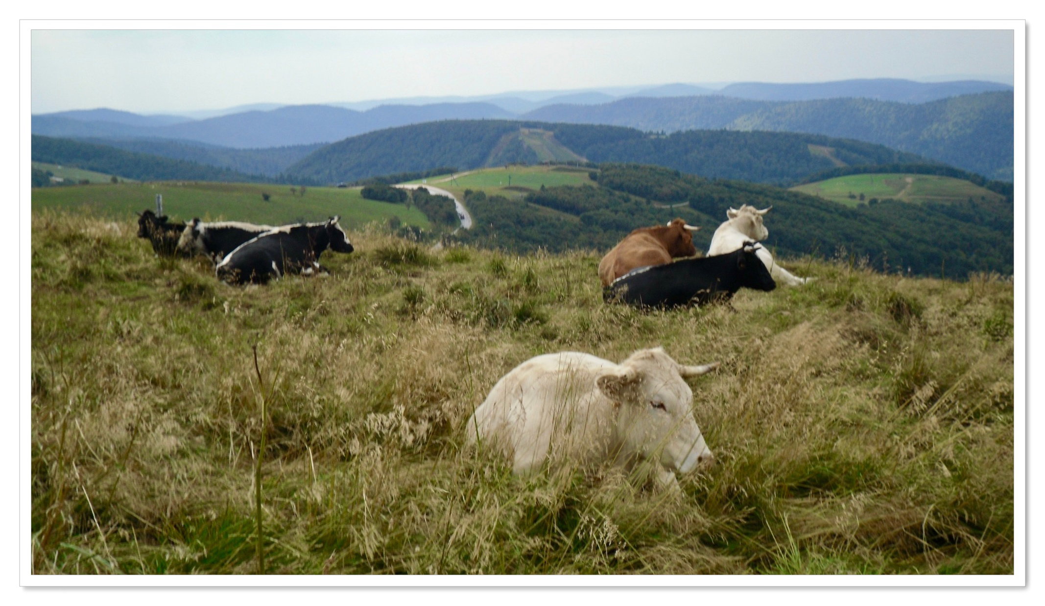 Animals never lack naturalness!