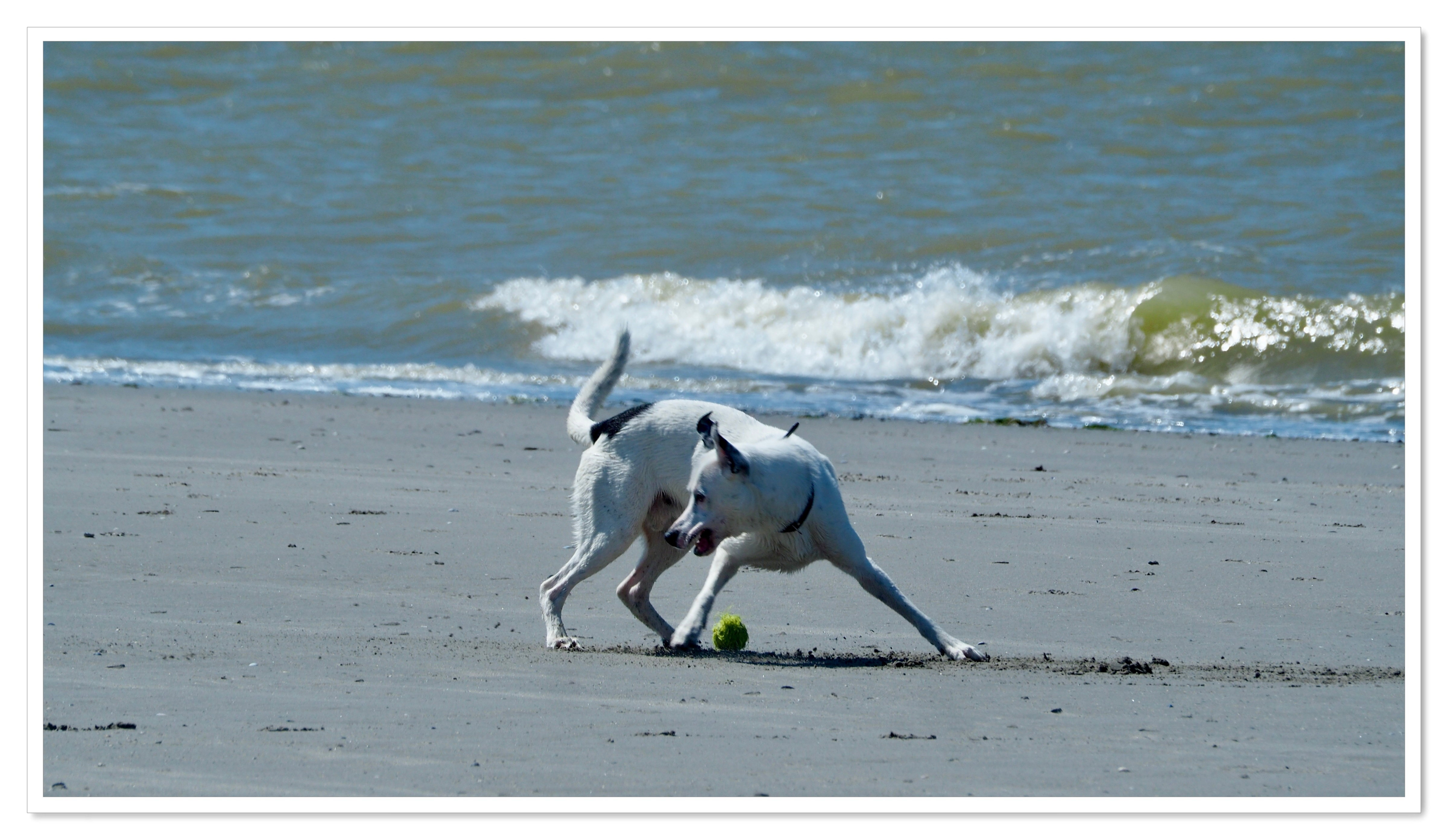 Animals never lack naturalness!