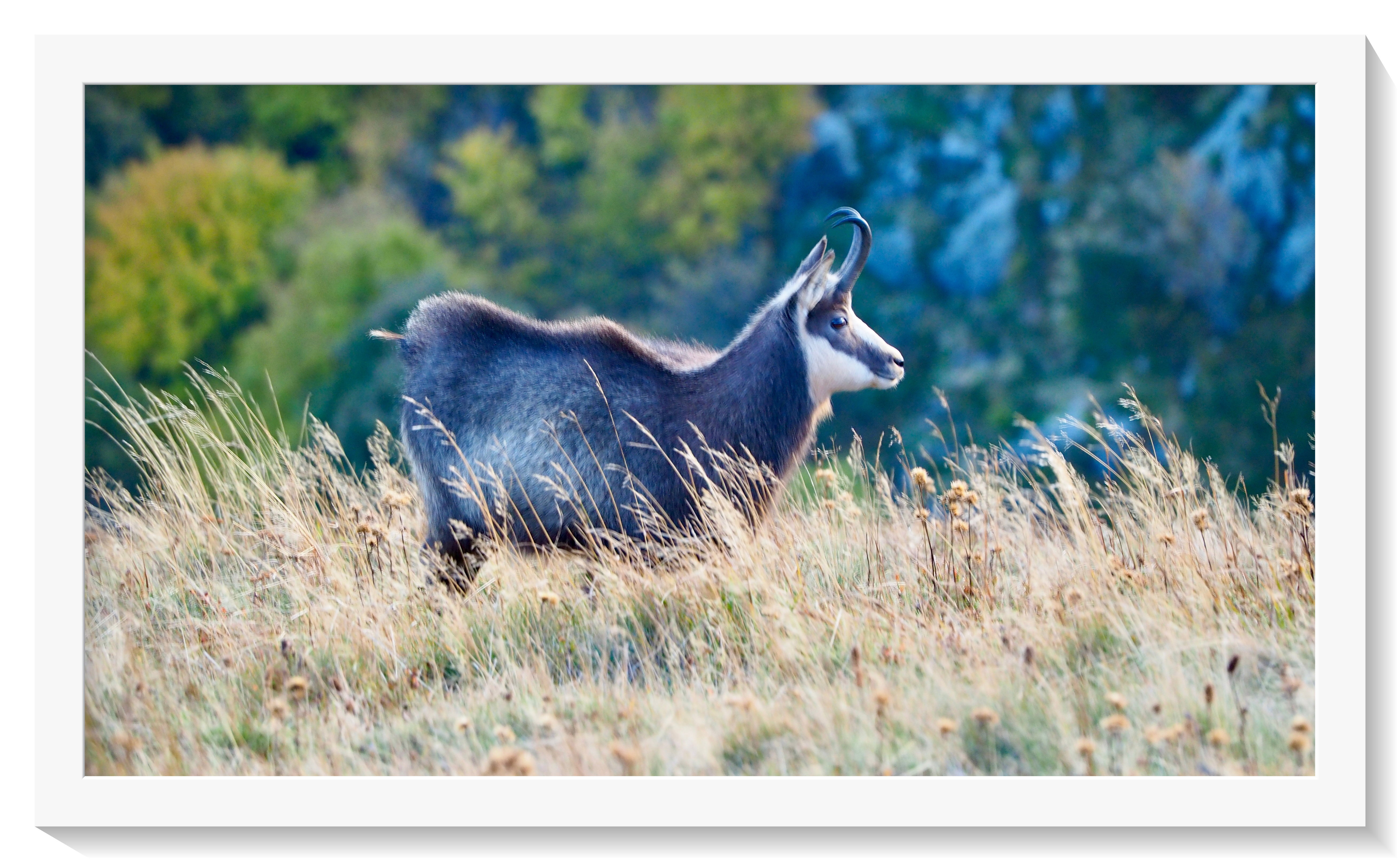 Animals never lack naturalness!