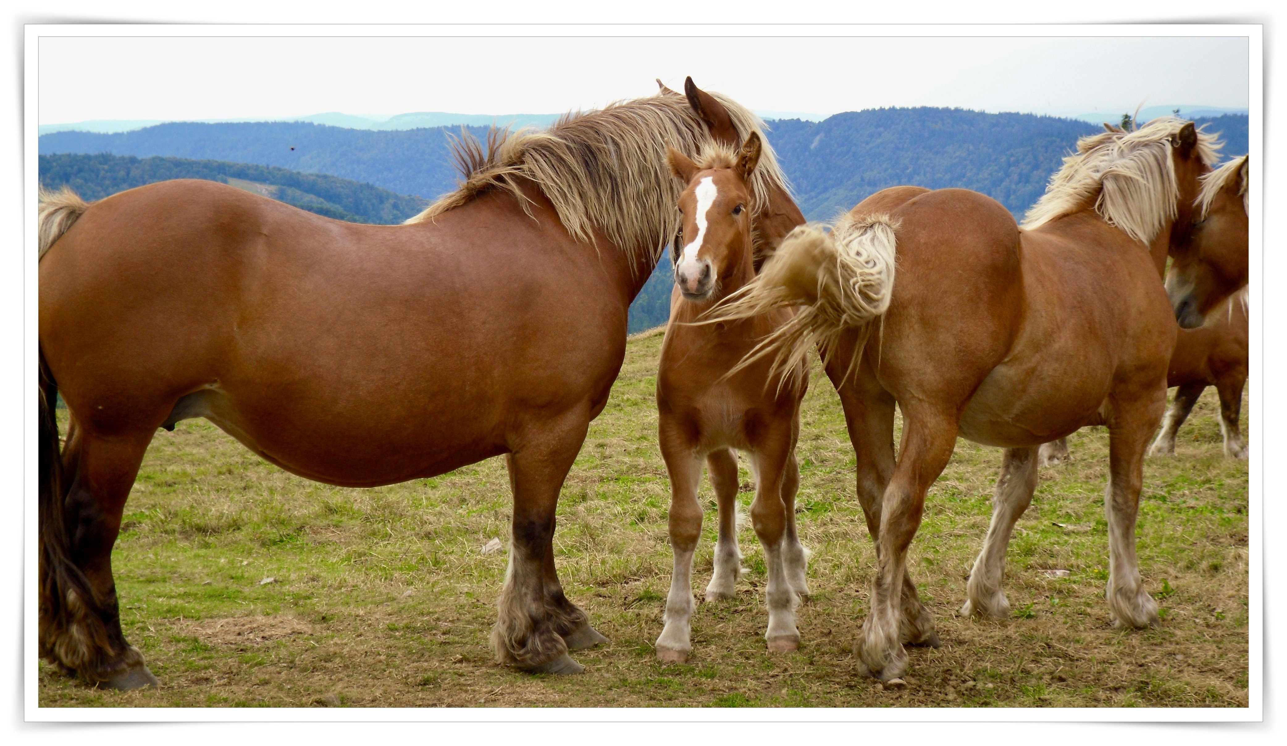 Animals never lack naturalness!