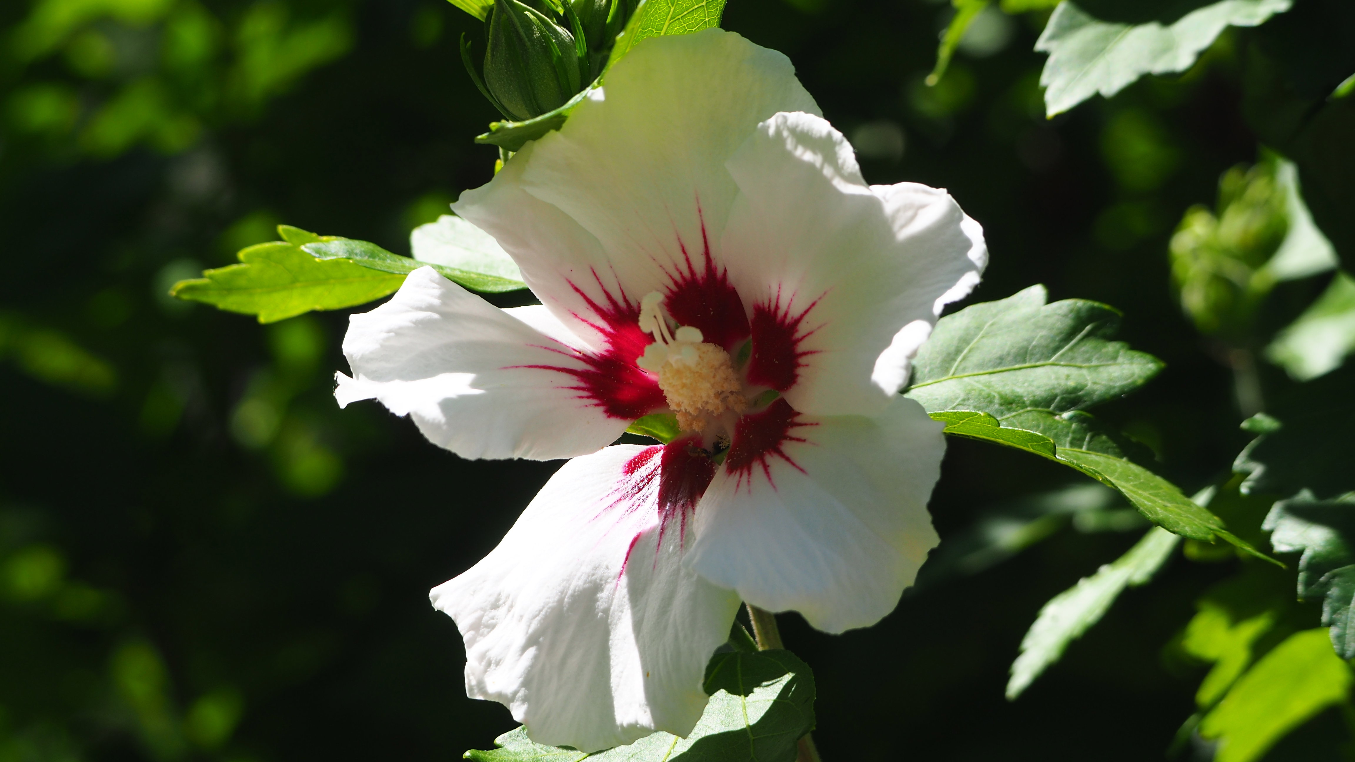 Walk in my garden