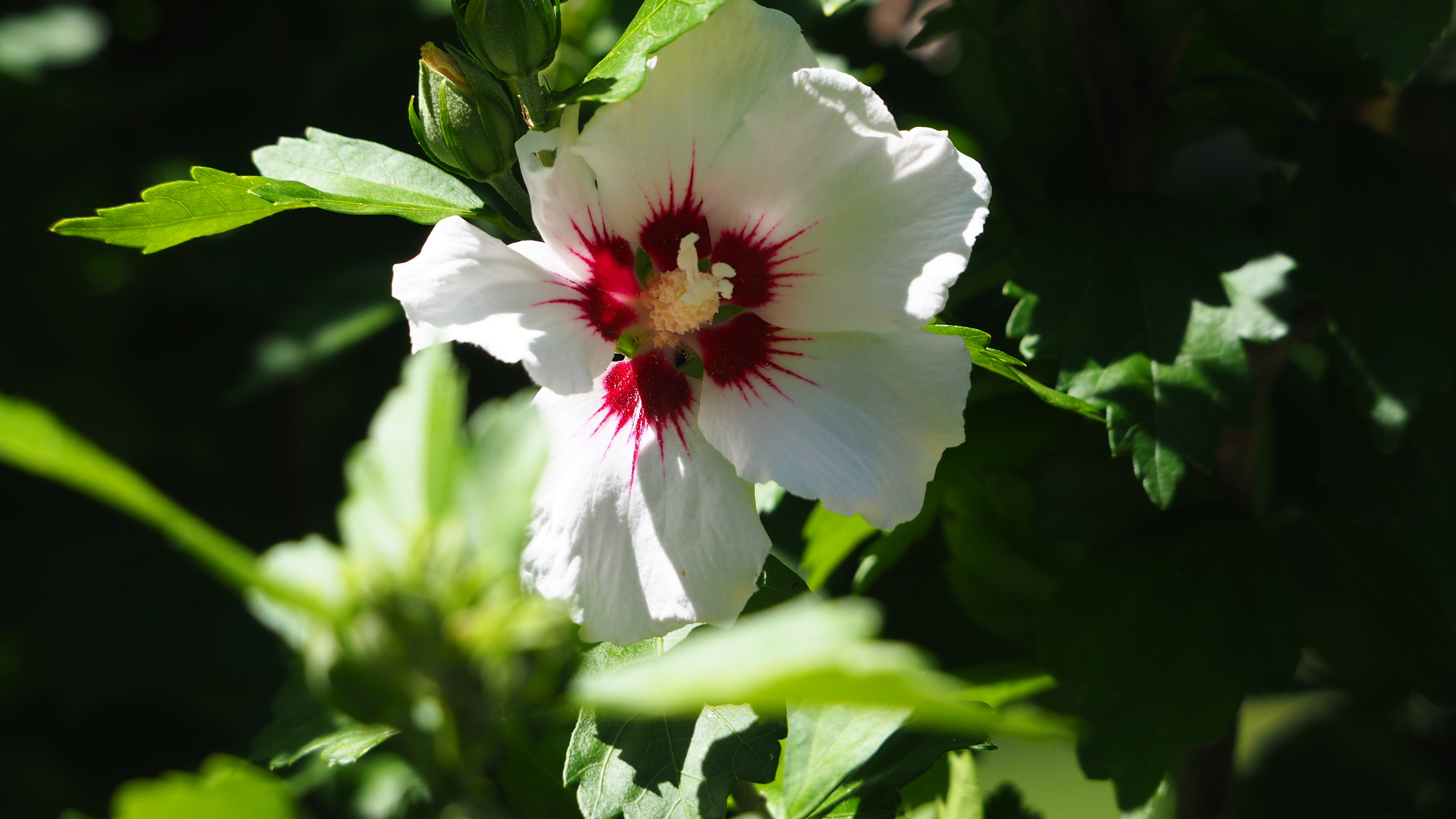 Walk in my garden