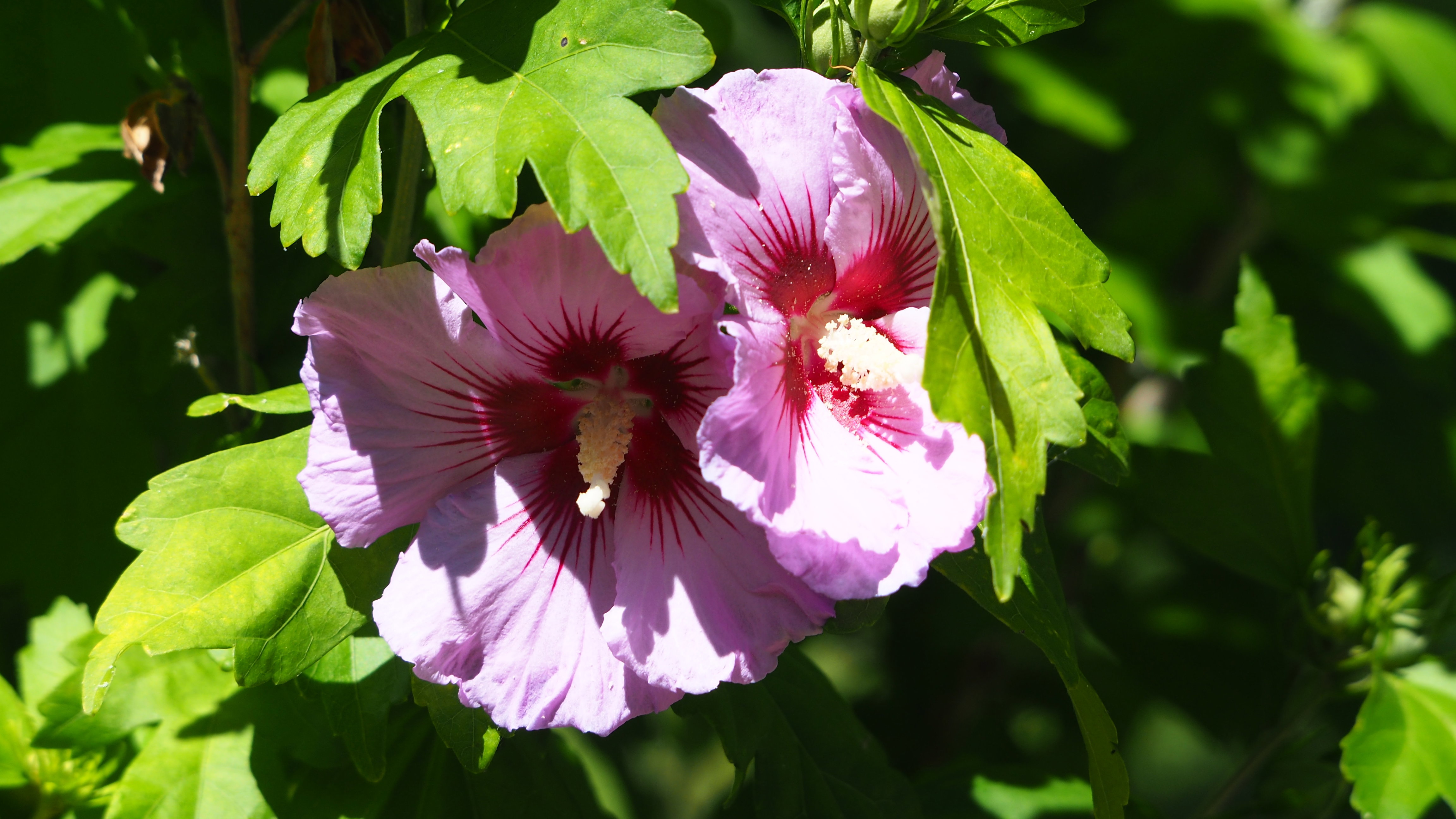 Walk in my garden