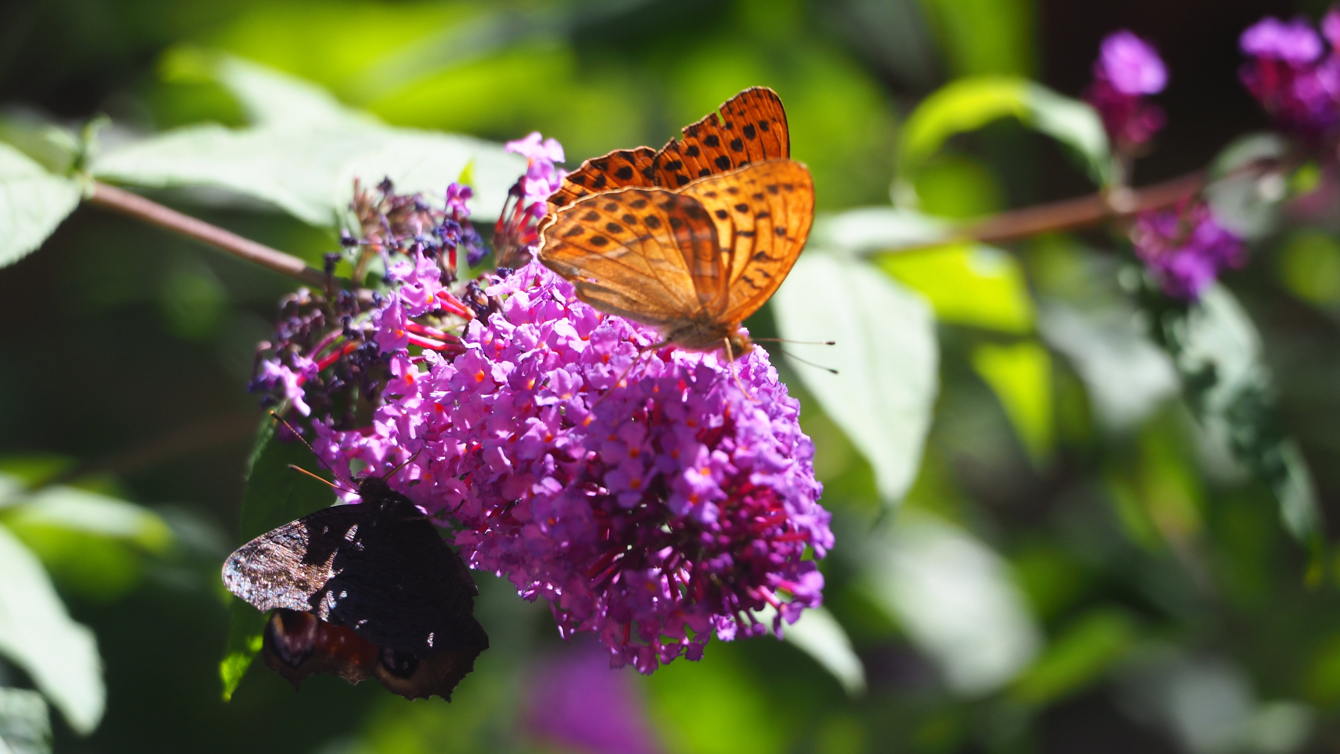 Walk in my garden
