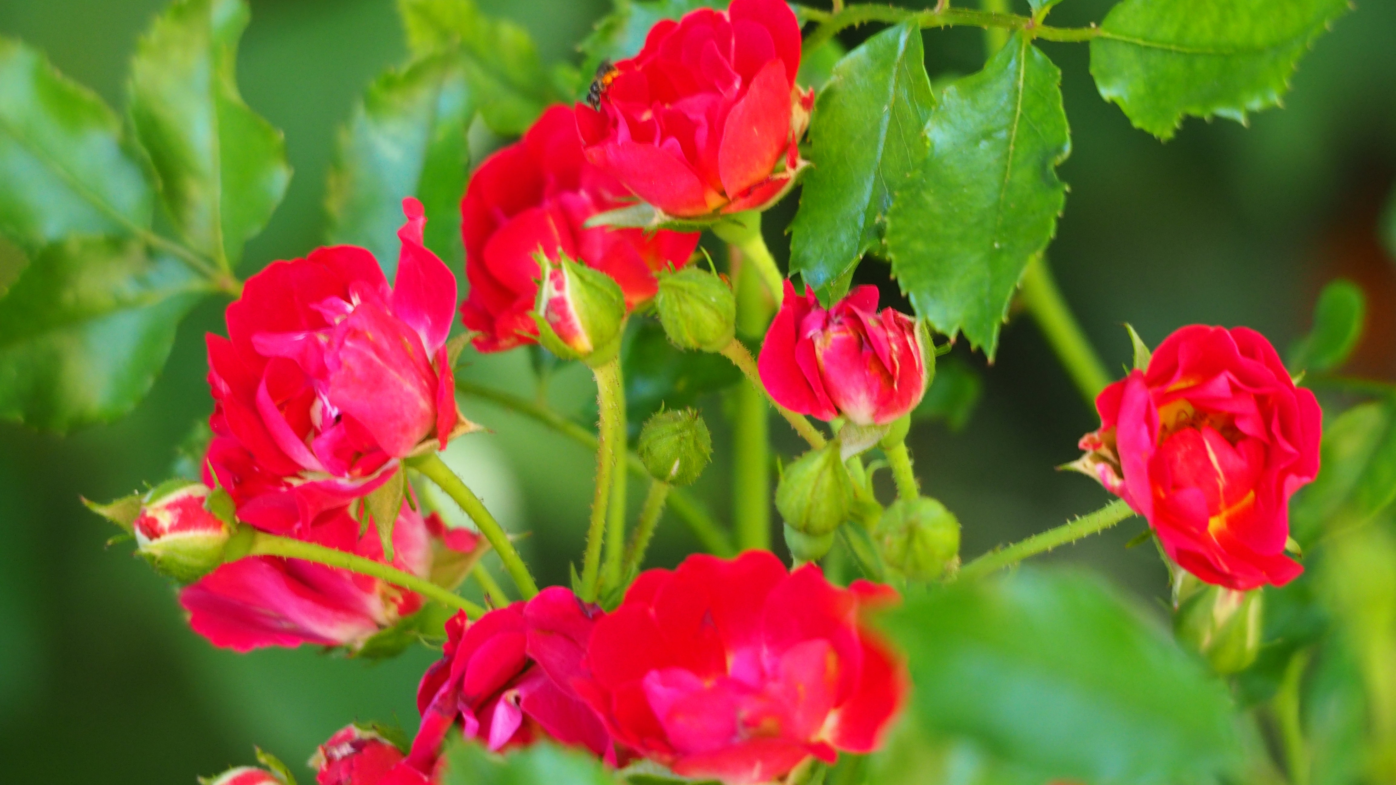 Walk in my garden