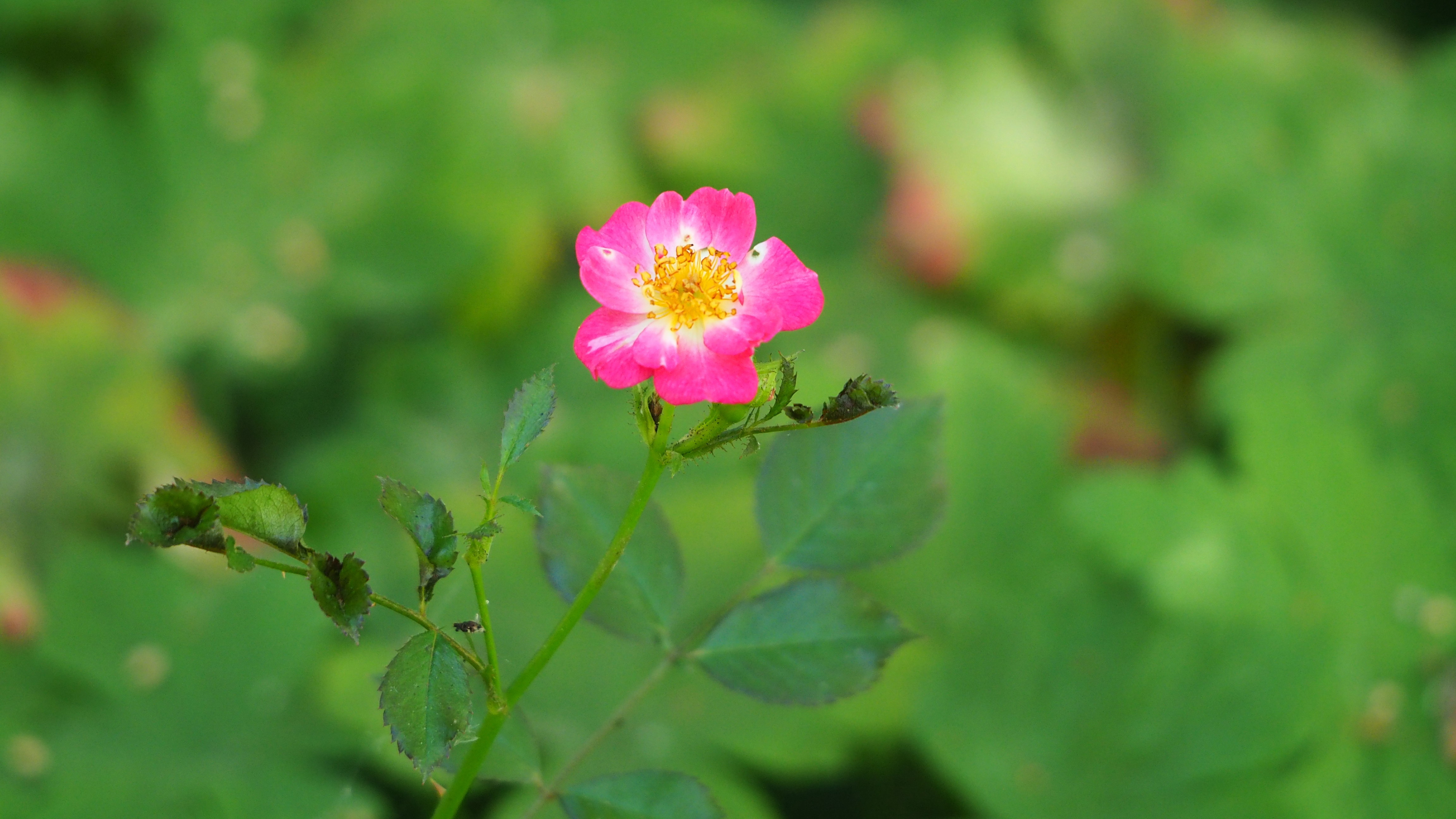 Walk in my garden