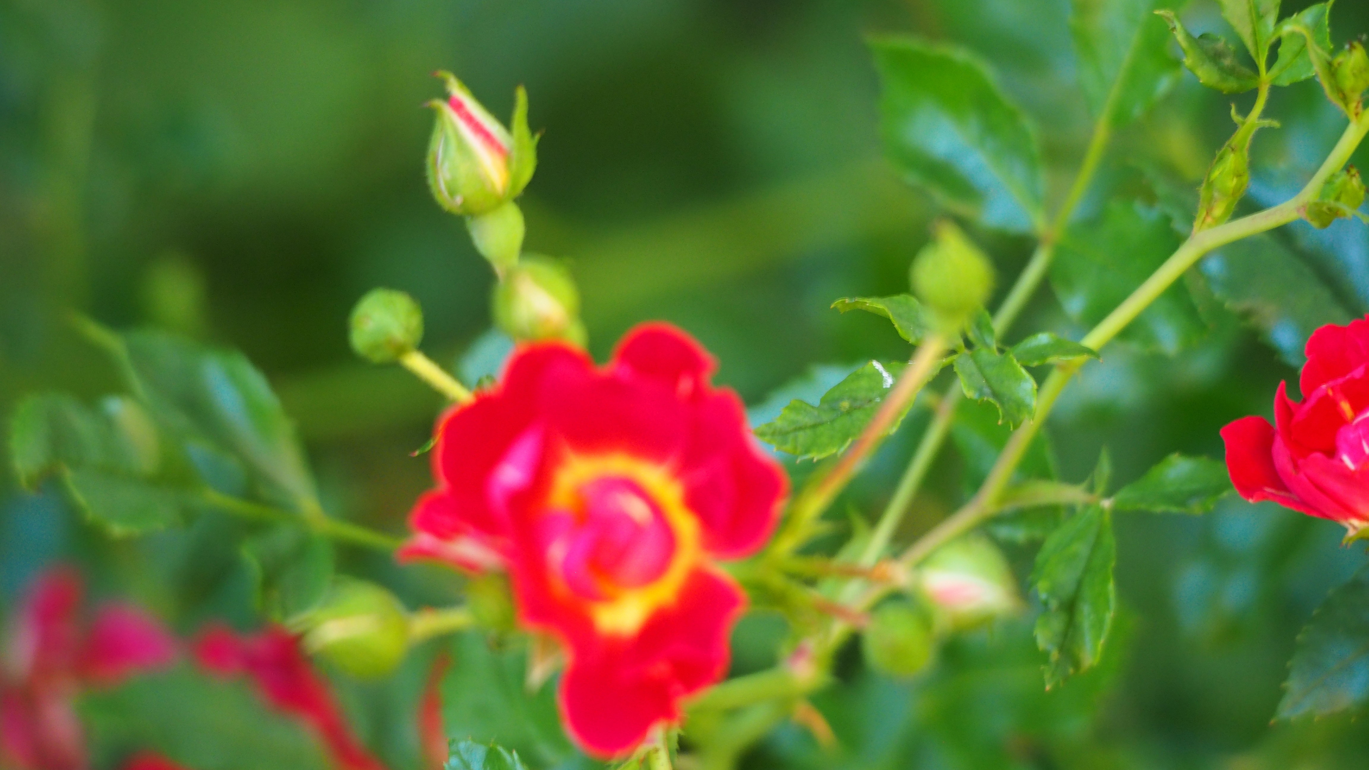 Walk in my garden