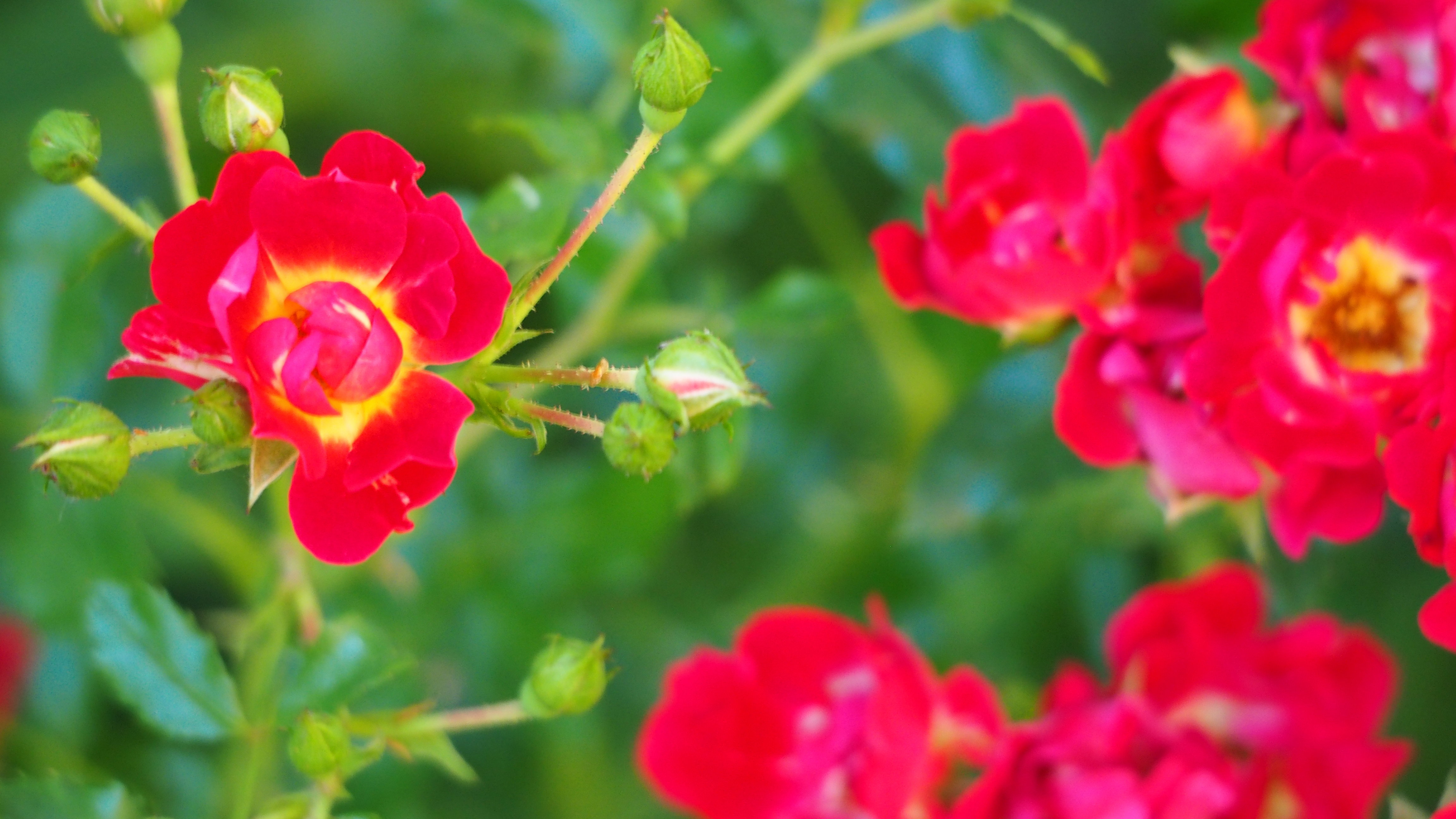 Walk in my garden
