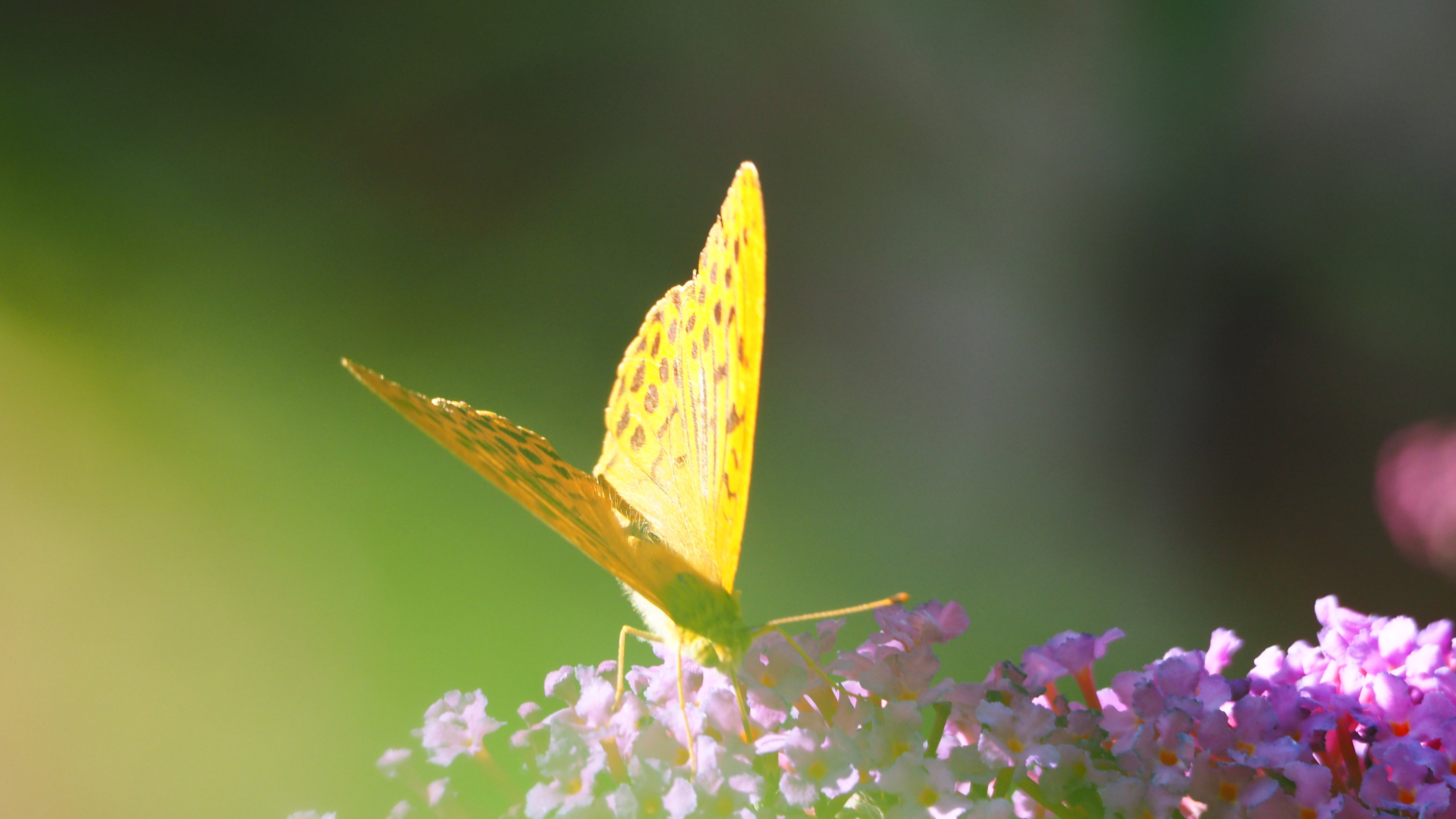 Walk in my garden