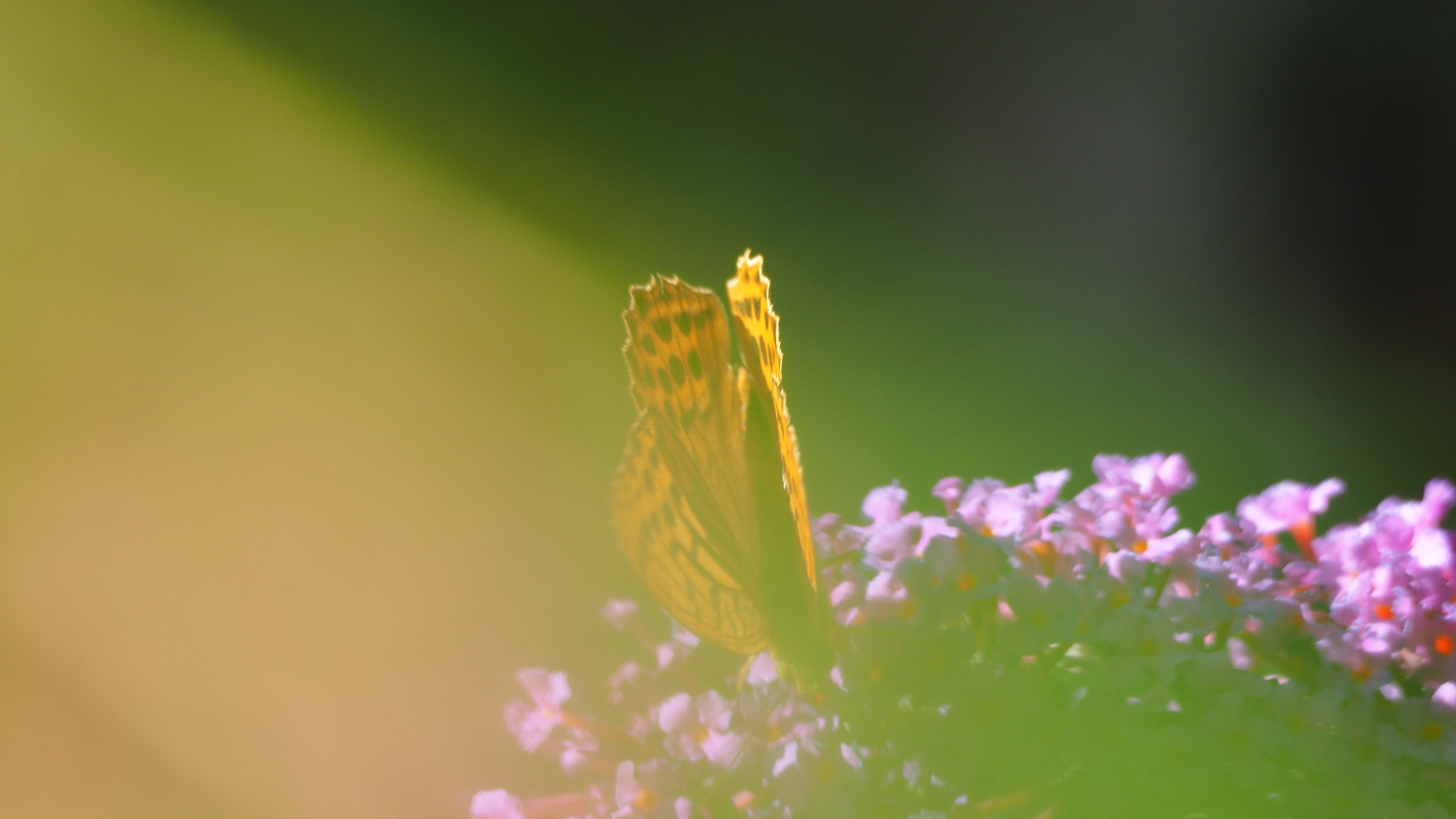 Walk in my garden