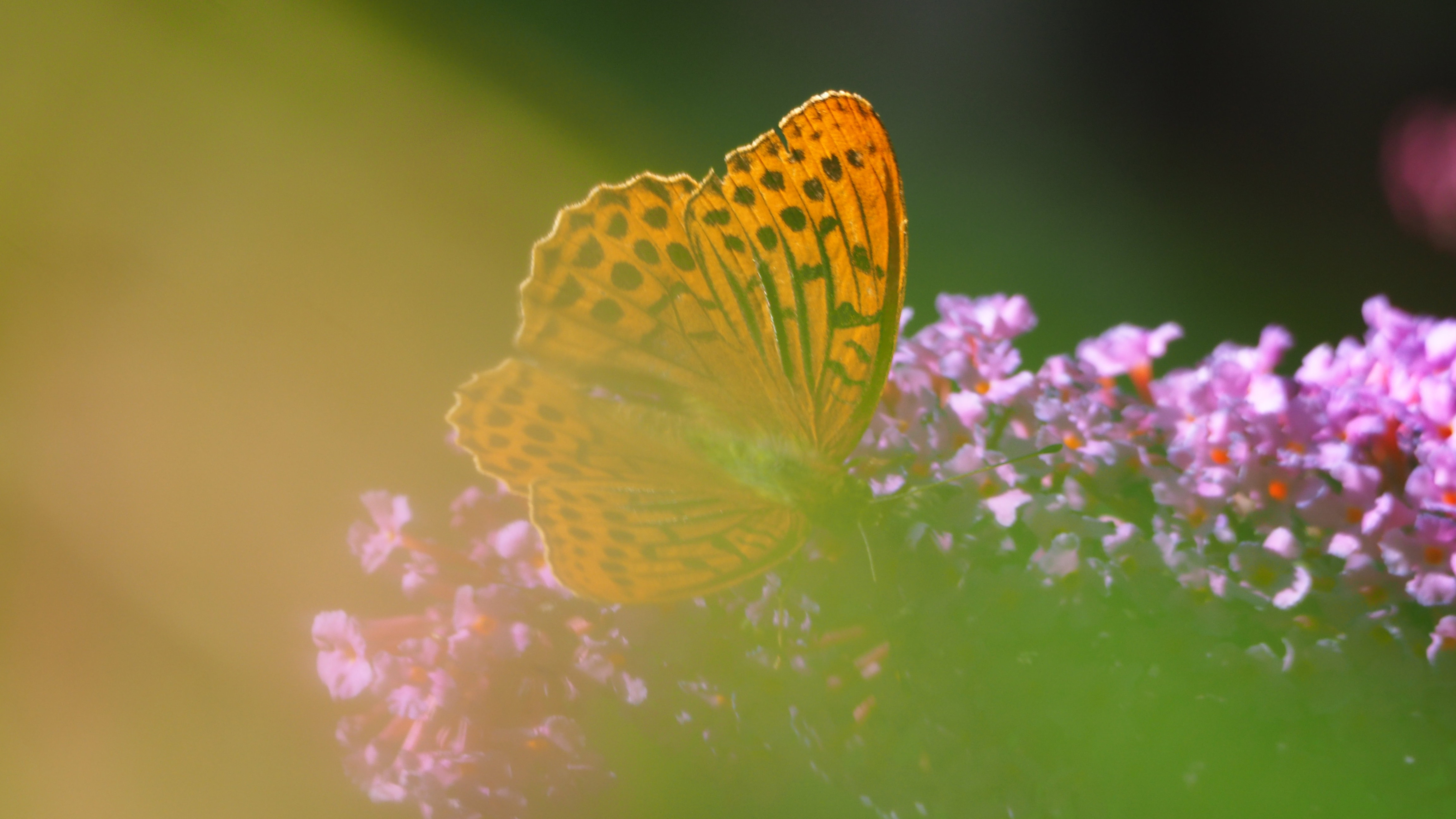 Walk in my garden