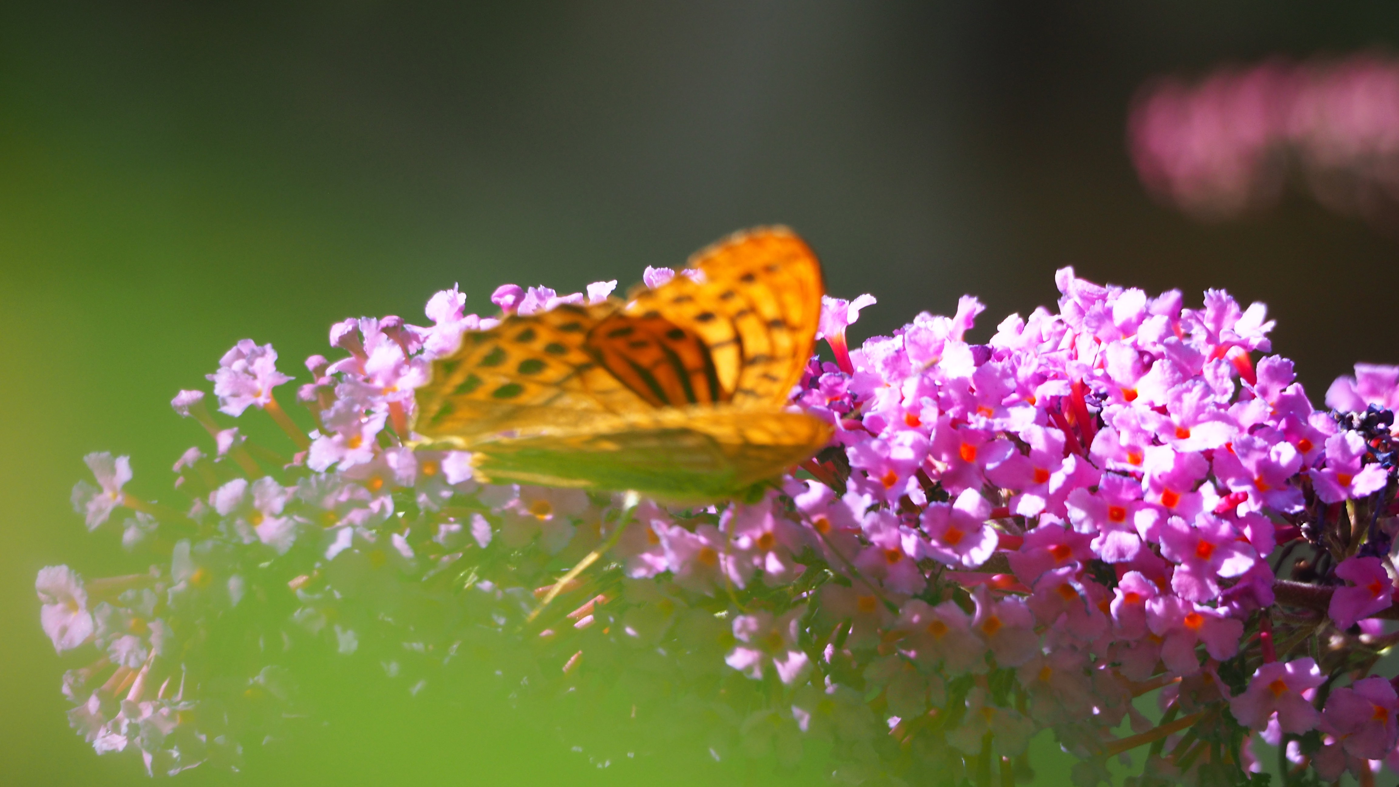 Walk in my garden