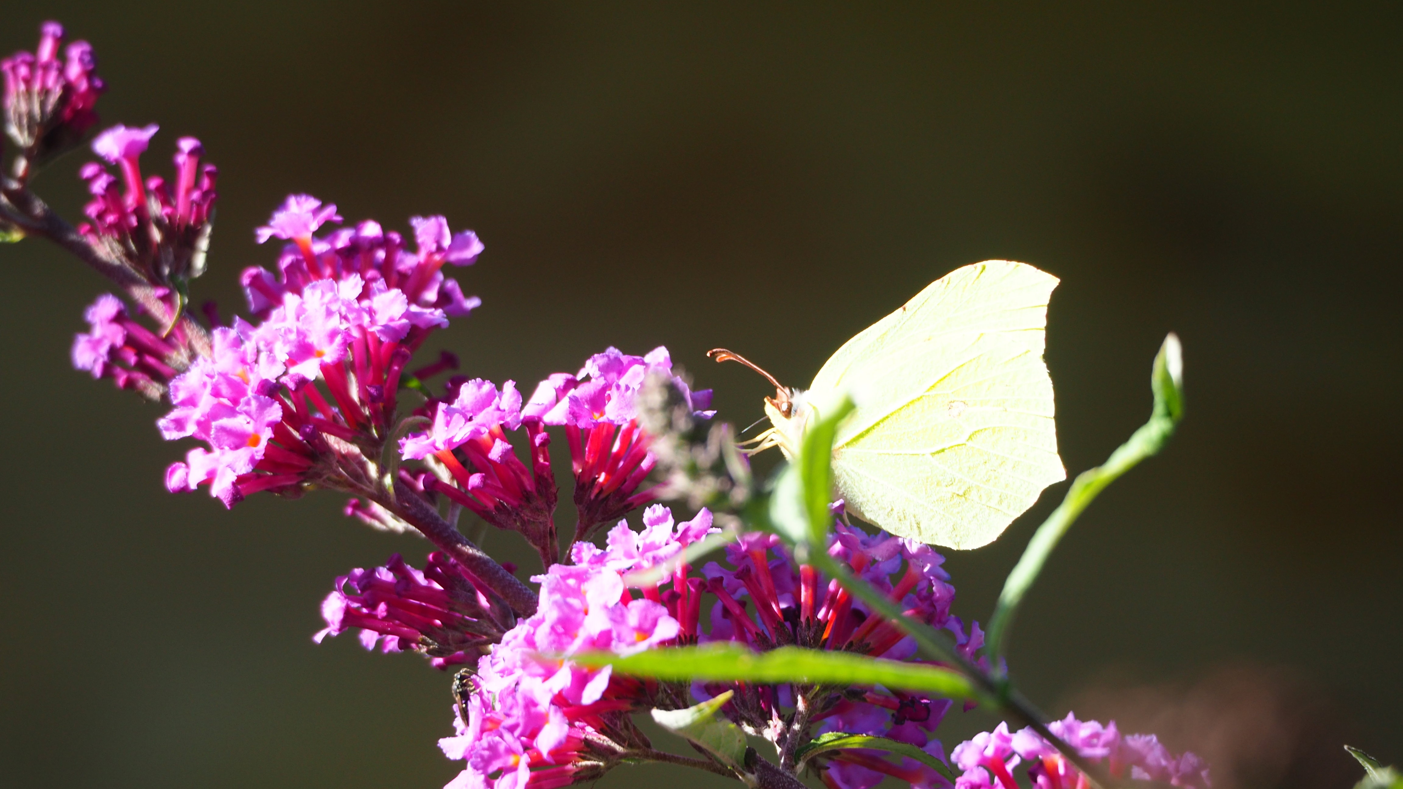 Walk in my garden