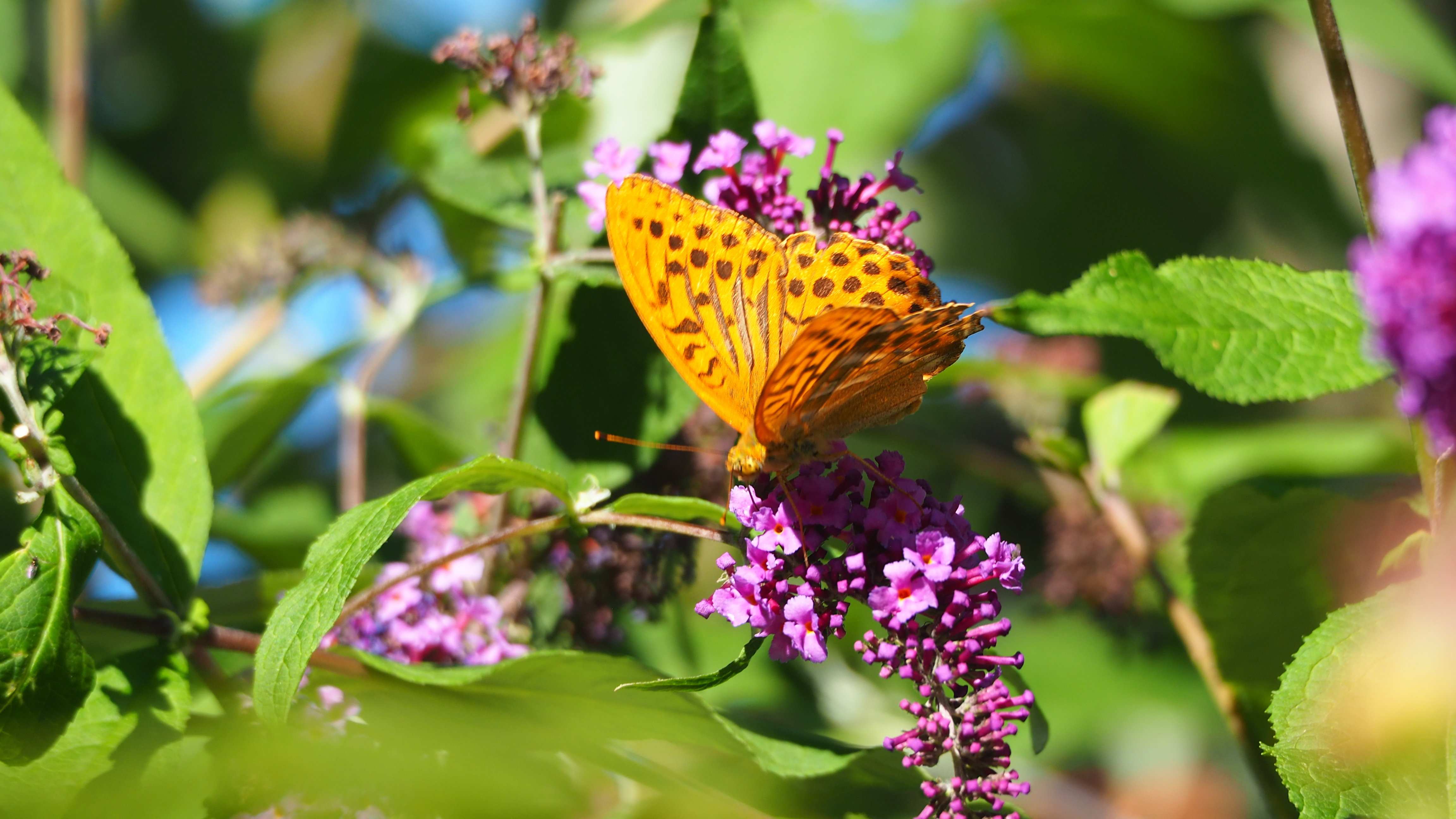 Walk in my garden