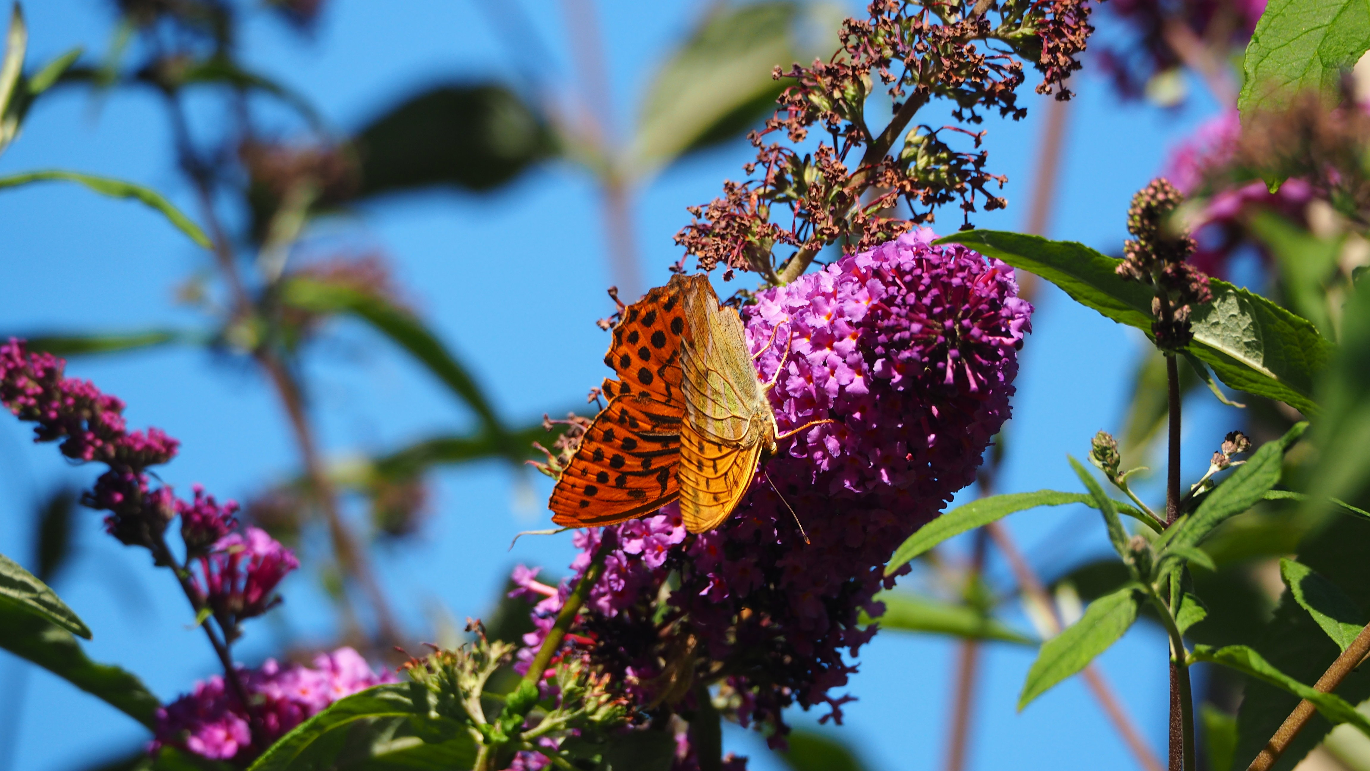 Walk in my garden