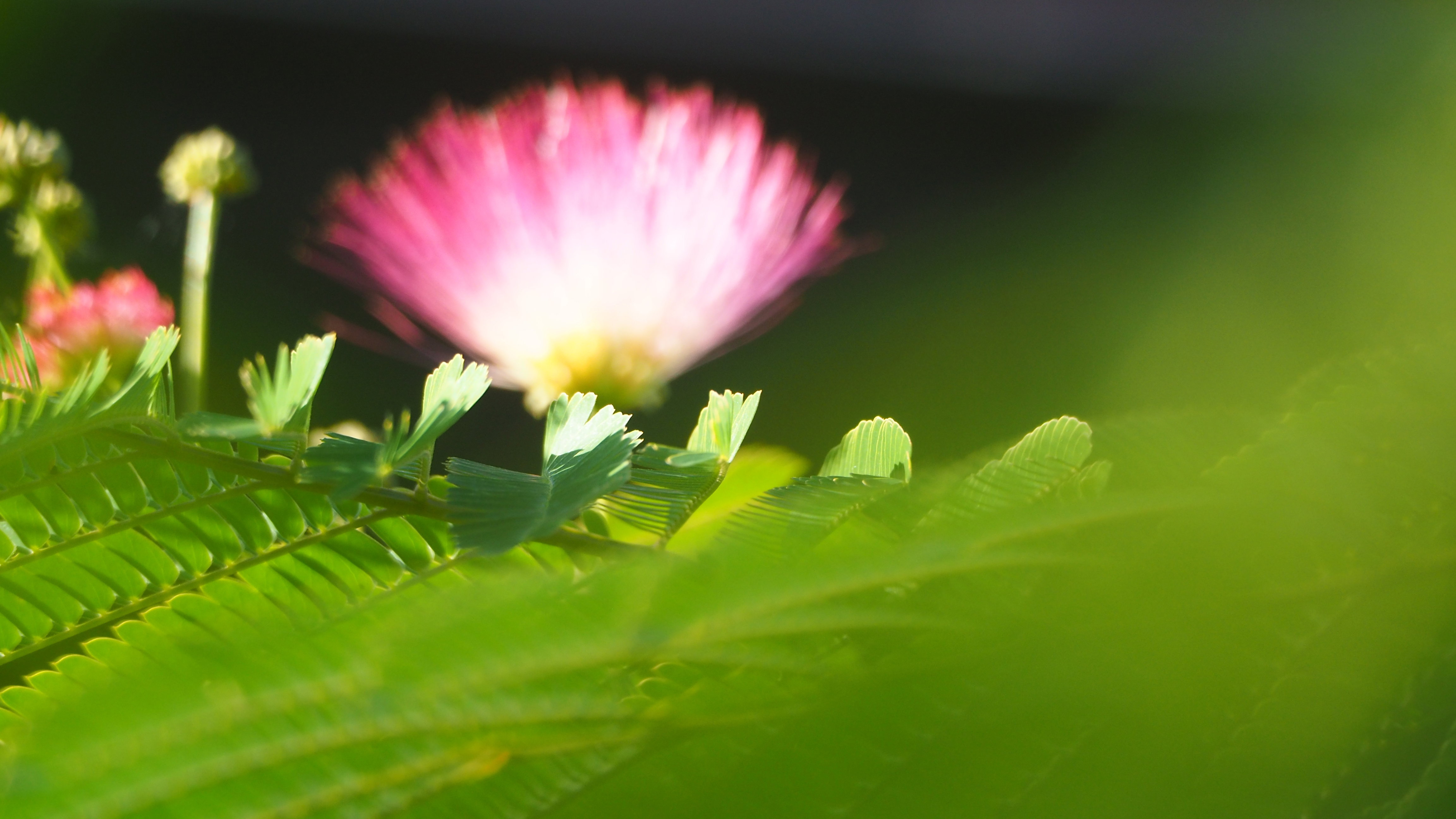 Walk in my garden