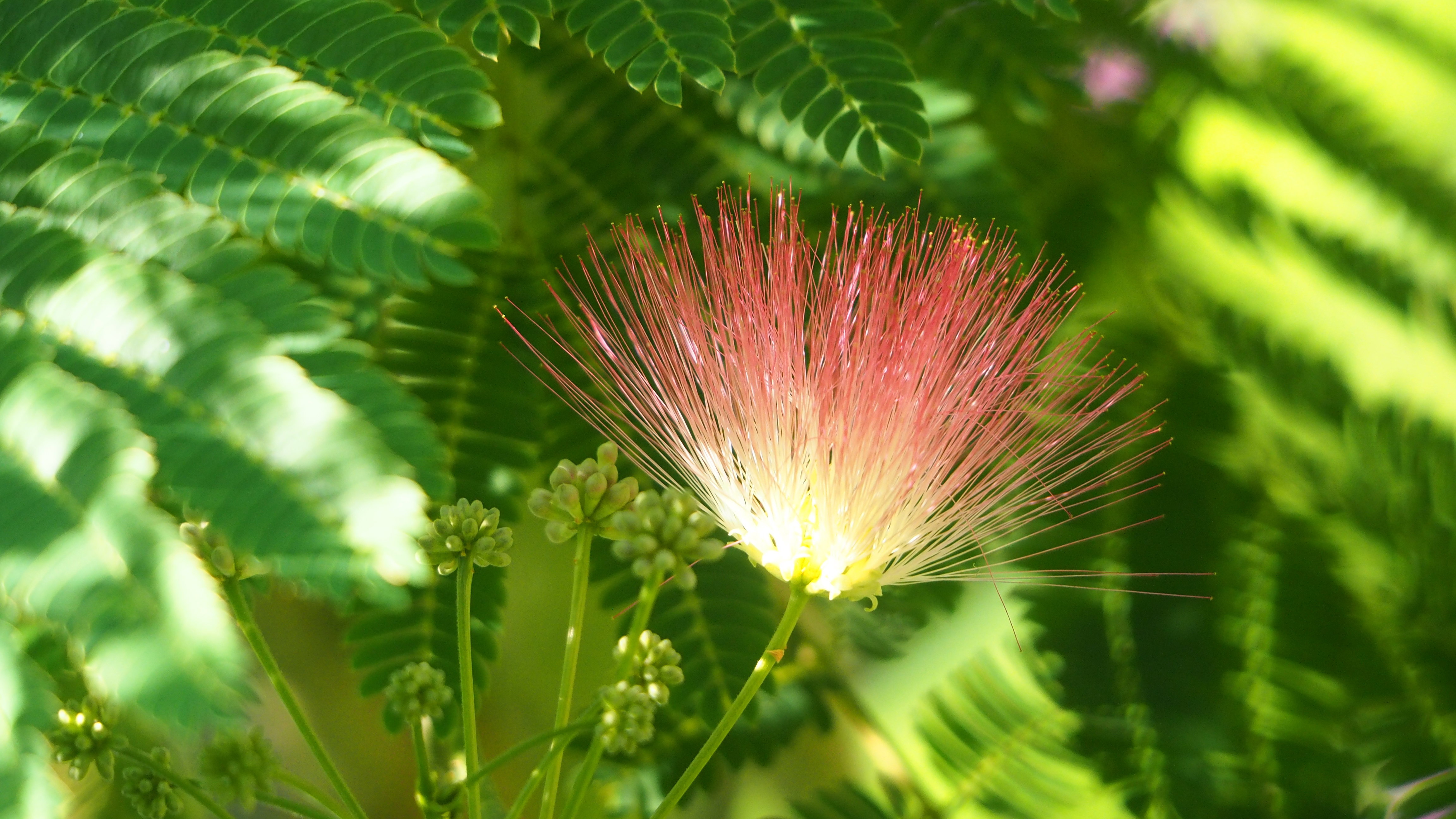 Walk in my garden
