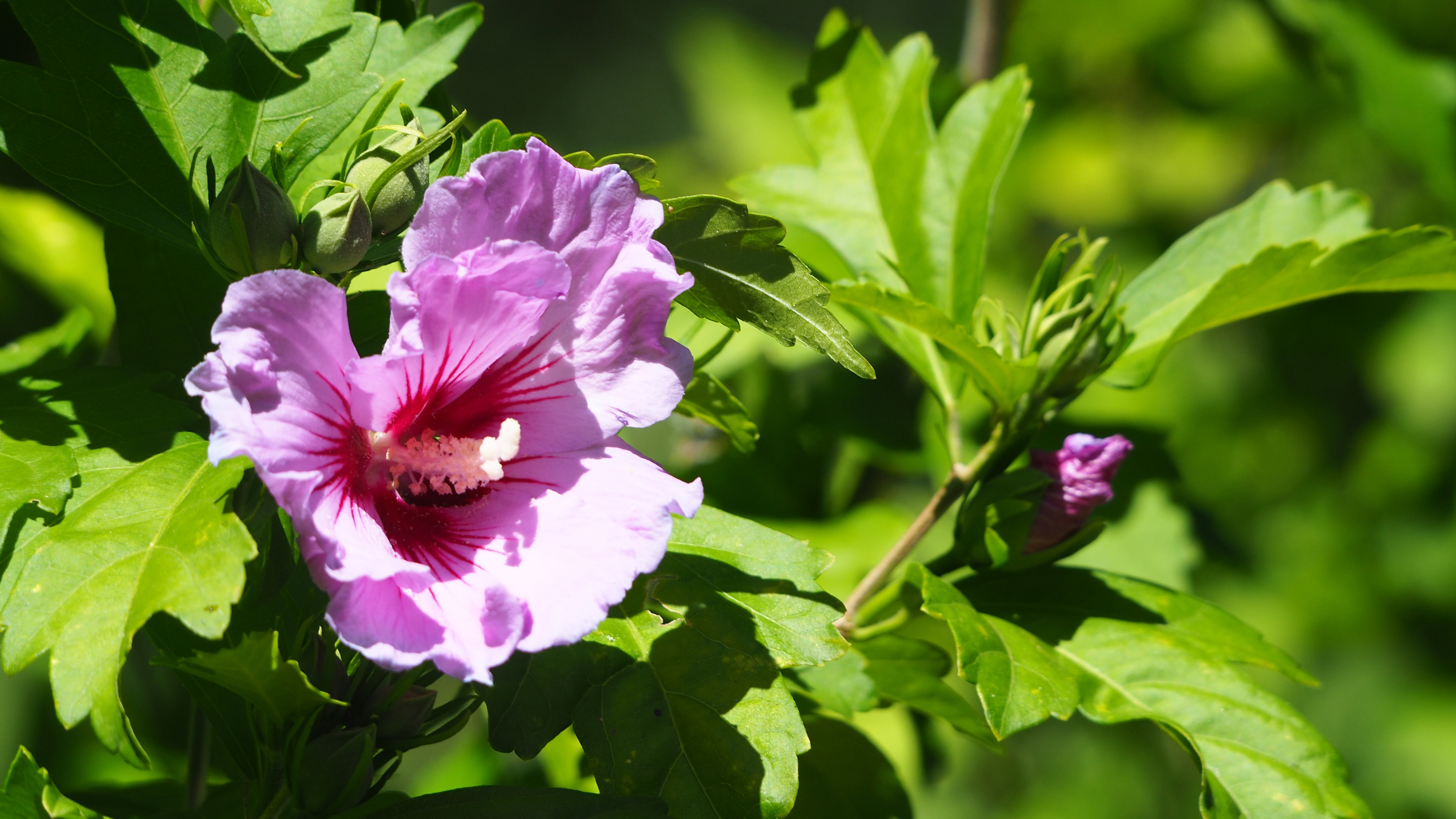 Walk in my garden
