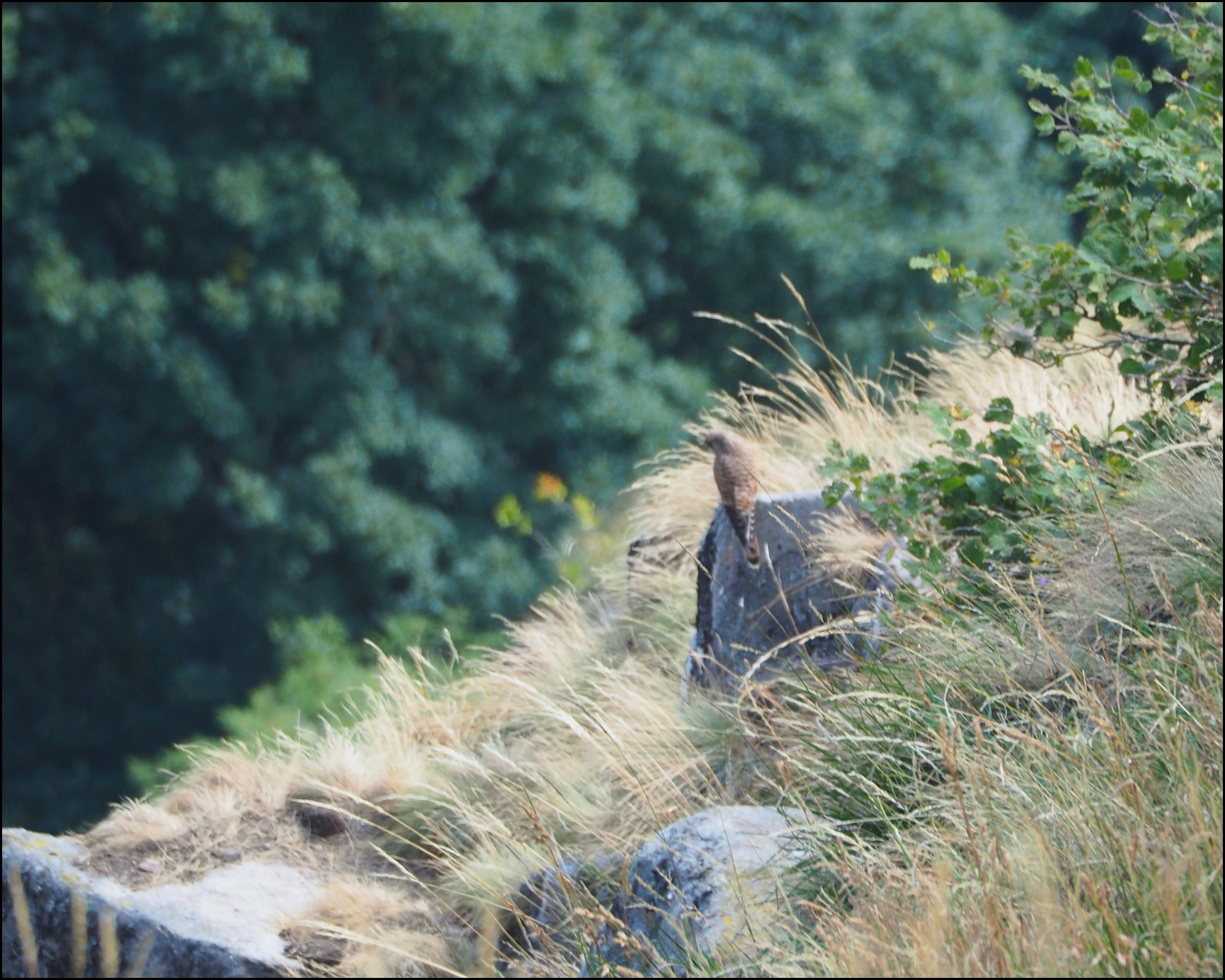 The hunting buzzard